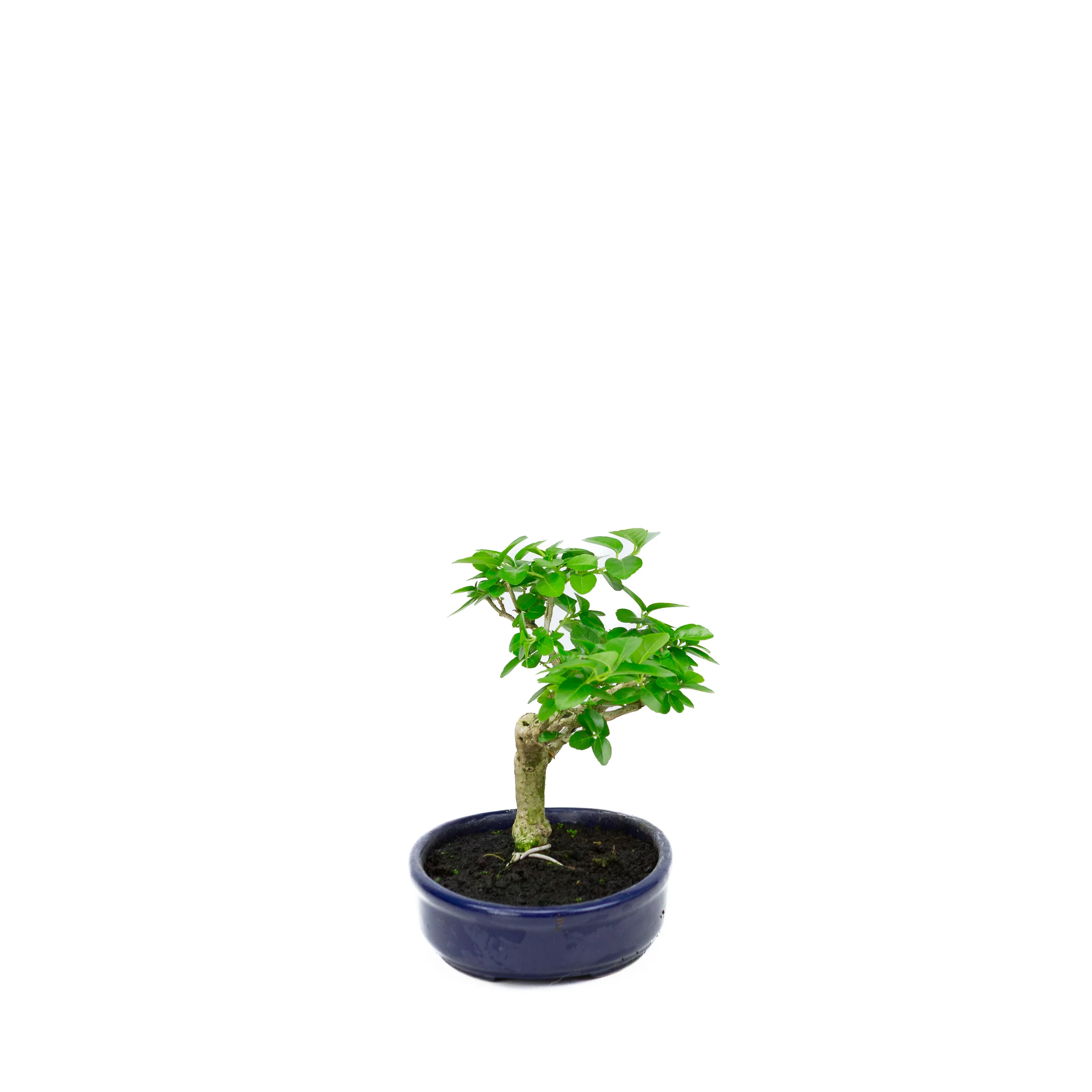Premna microphylla (musk maple), hoogte ~18cm - Image 4