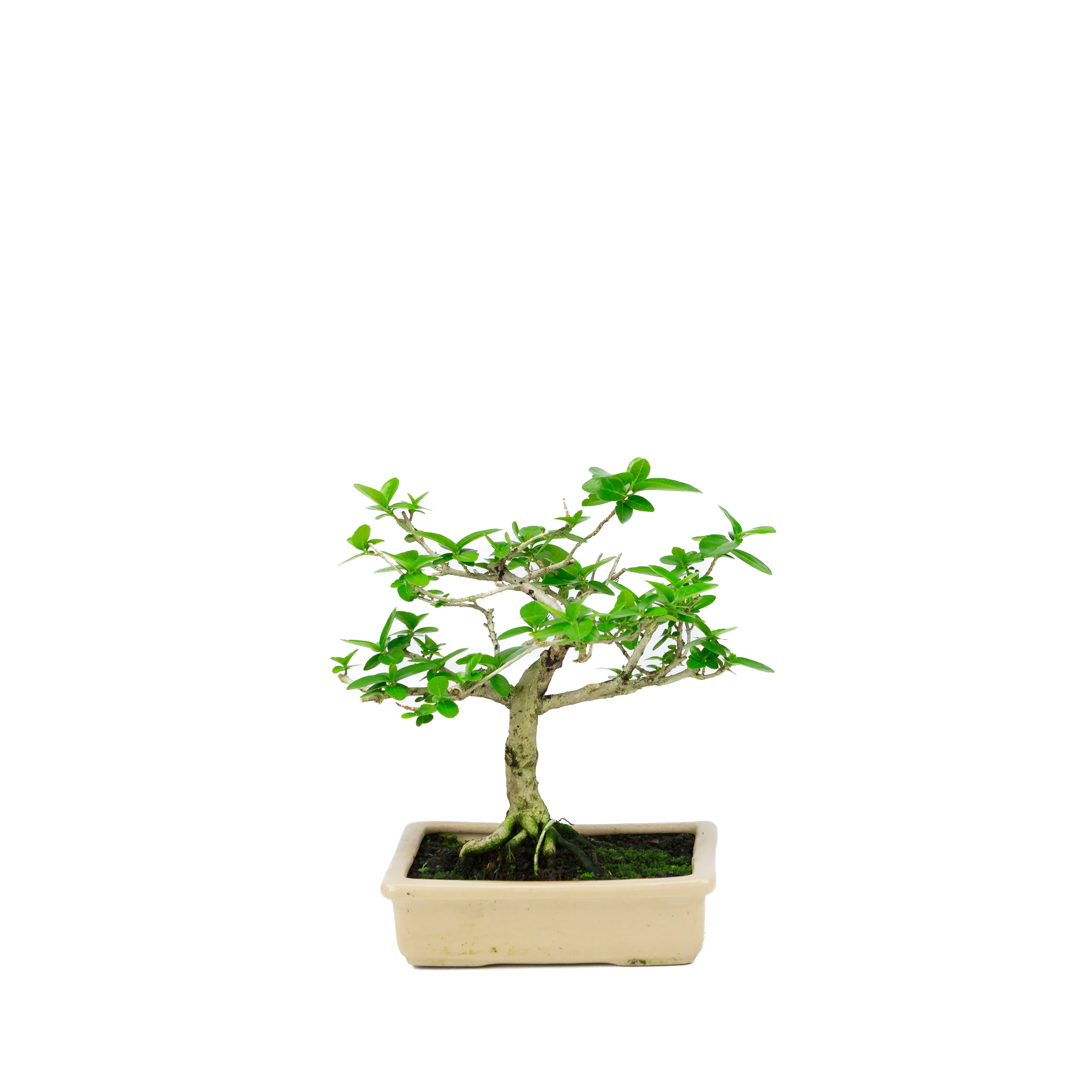 Premna microphylla (musk maple), hoogte ~21cm