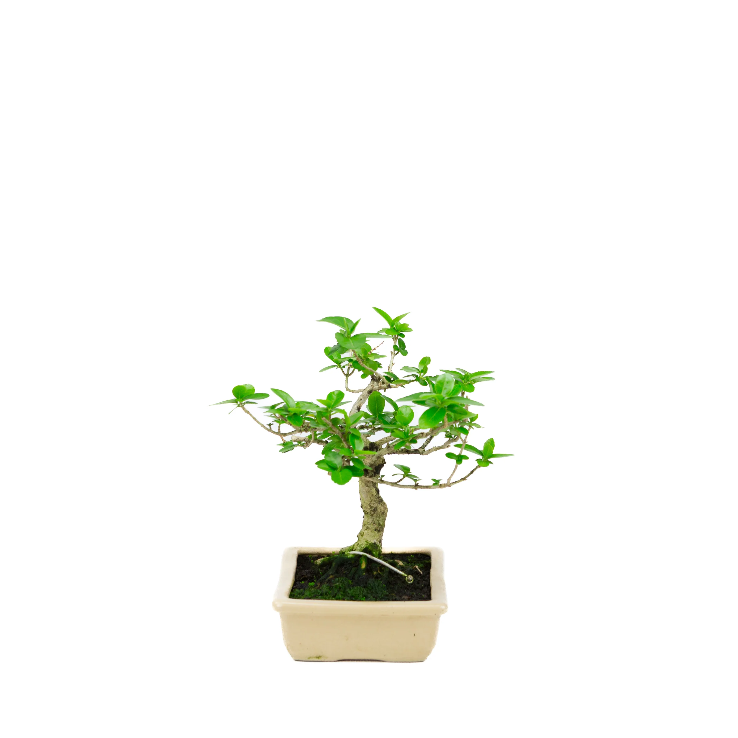 Premna microphylla (musk maple), hoogte ~21cm - Image 2