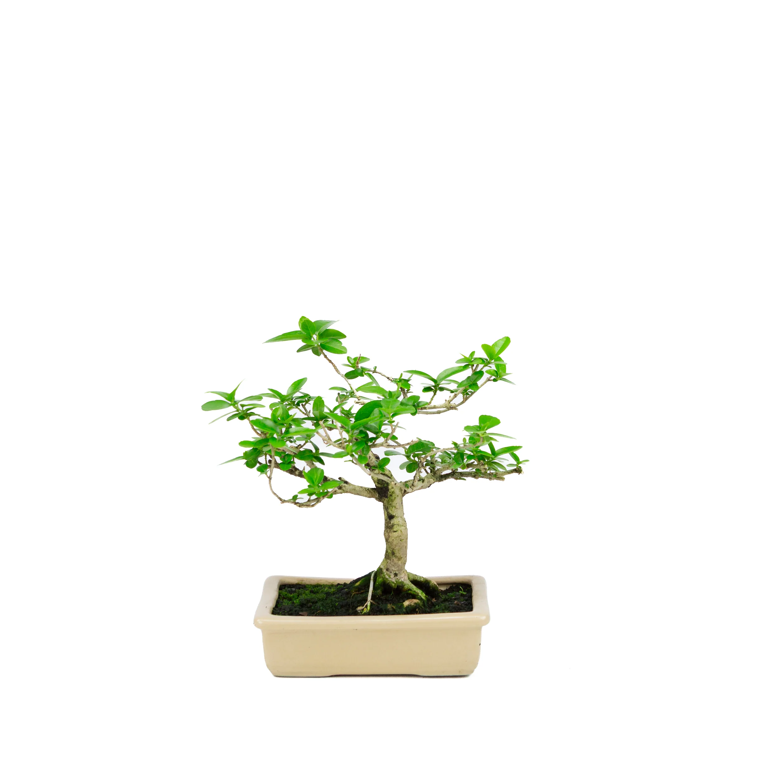 Premna microphylla (musk maple), hoogte ~21cm - Image 3