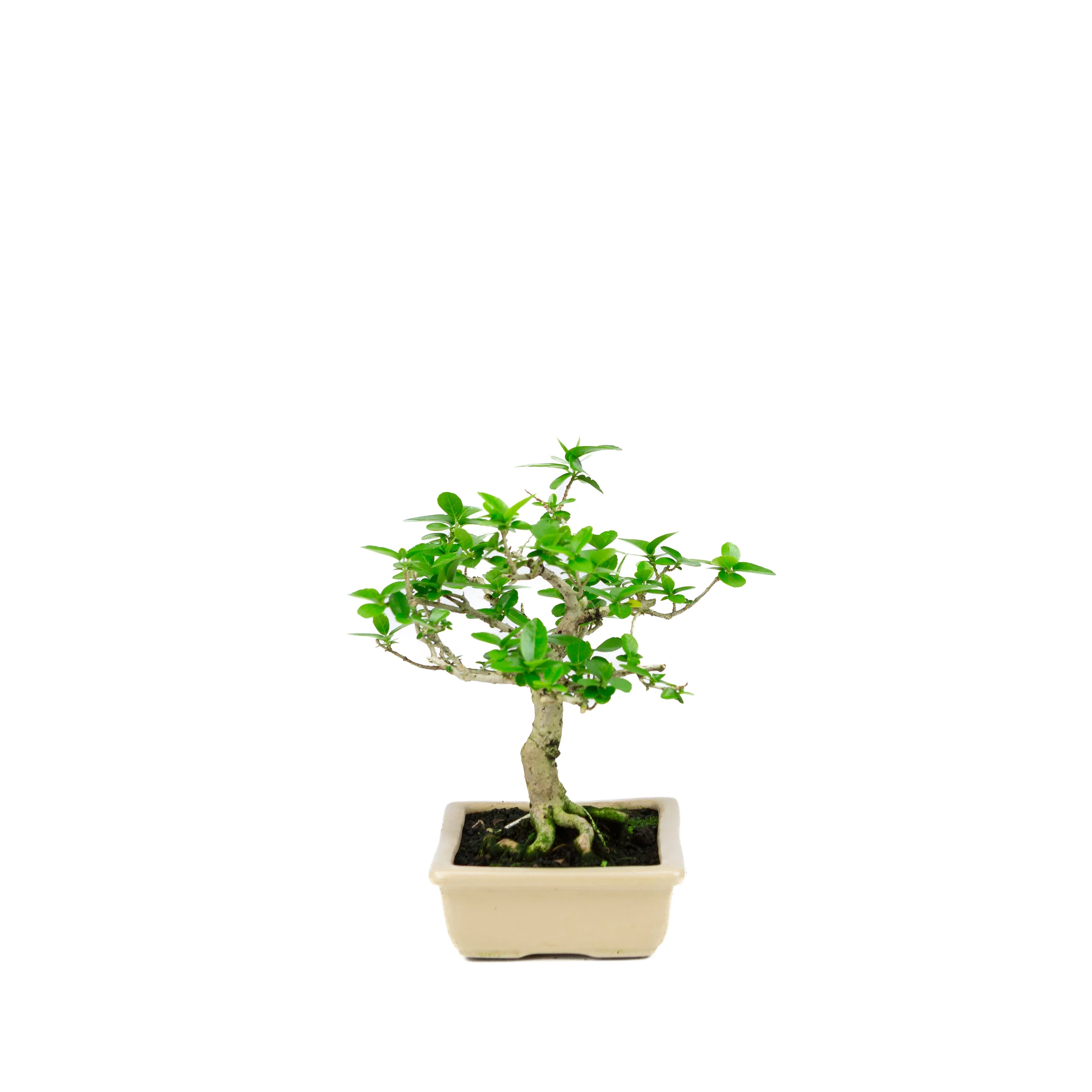 Premna microphylla (musk maple), hoogte ~21cm - Image 4