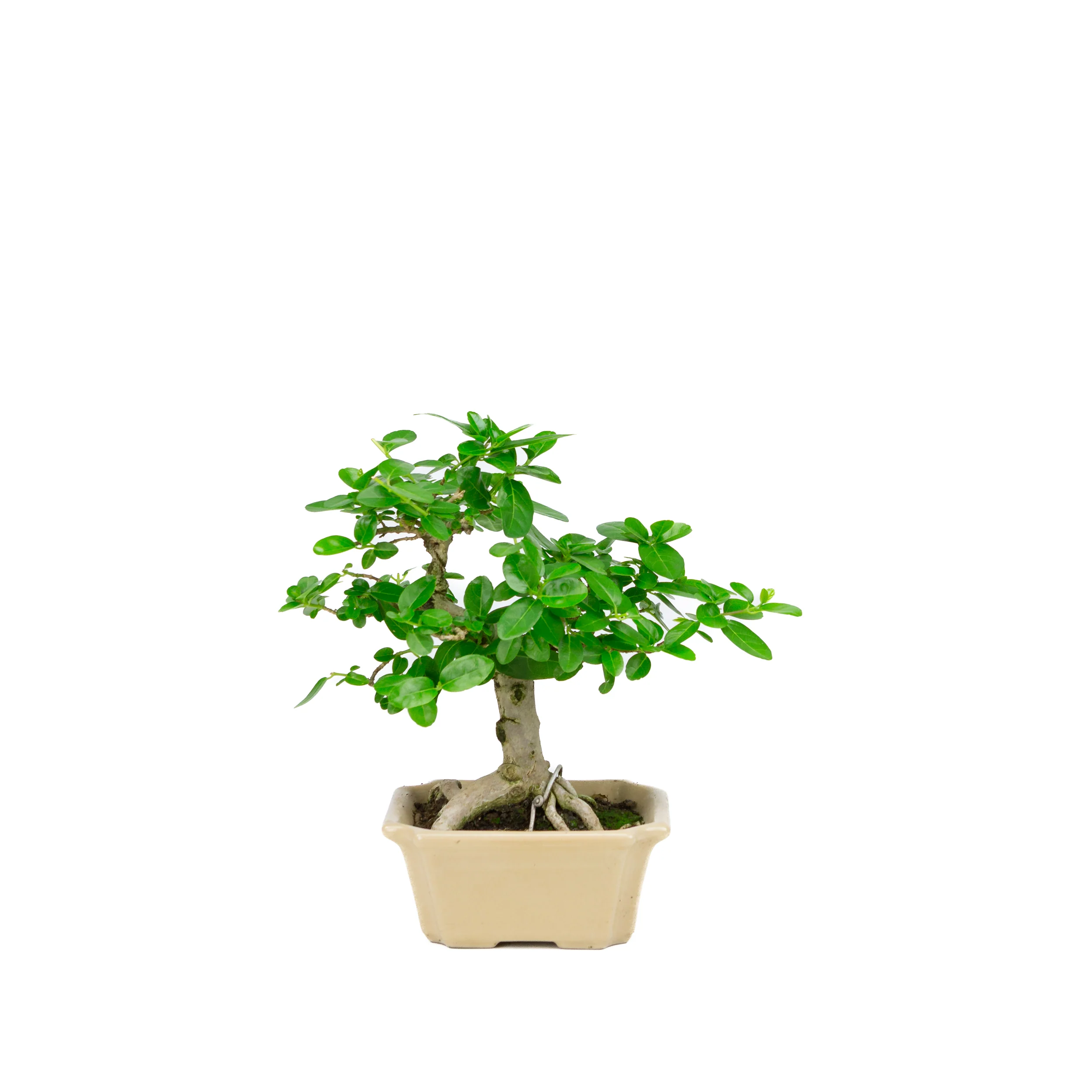 Premna microphylla (musk maple), hoogte ~24cm