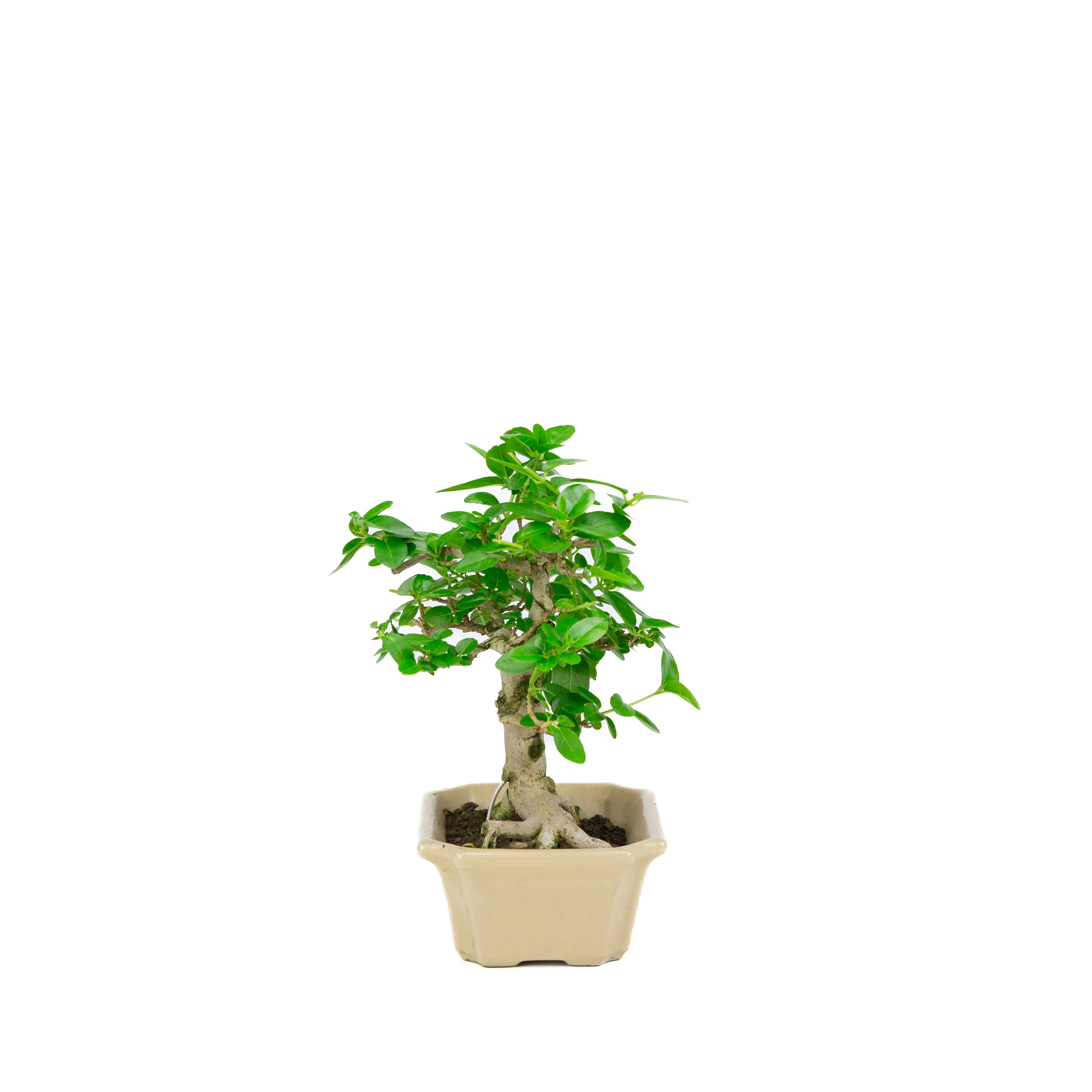 Premna microphylla (musk maple), hoogte ~24cm - Image 2