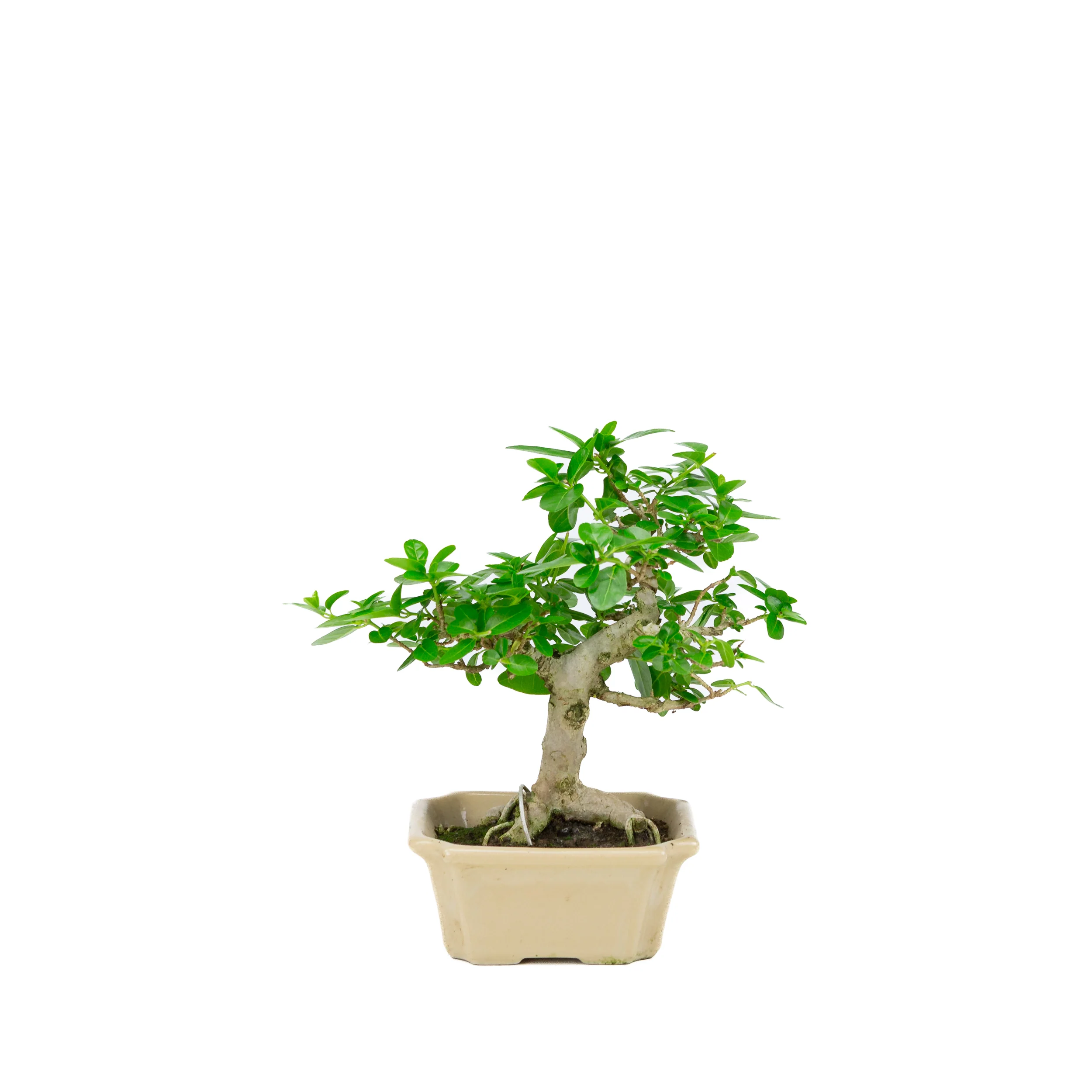 Premna microphylla (musk maple), hoogte ~24cm - Image 3