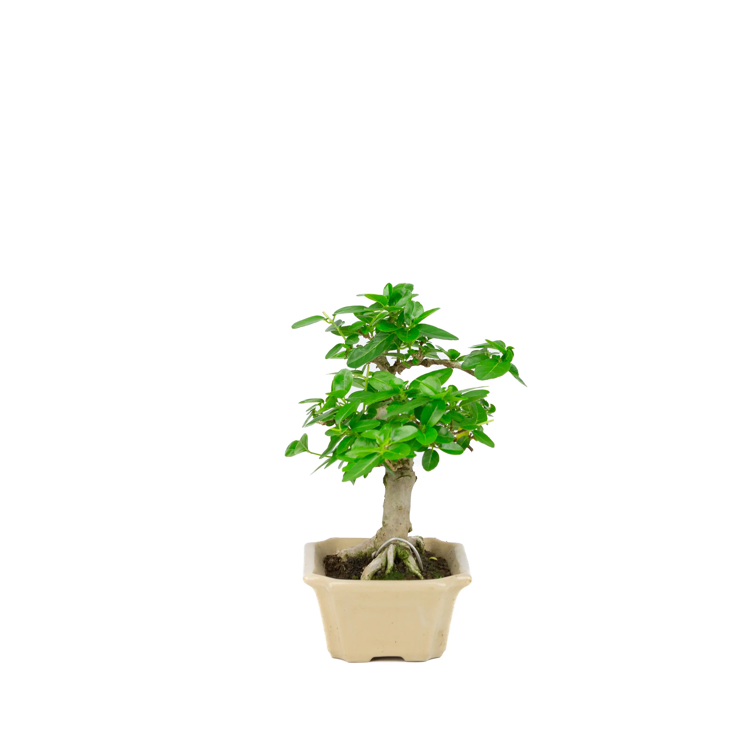 Premna microphylla (musk maple), hoogte ~24cm - Image 4