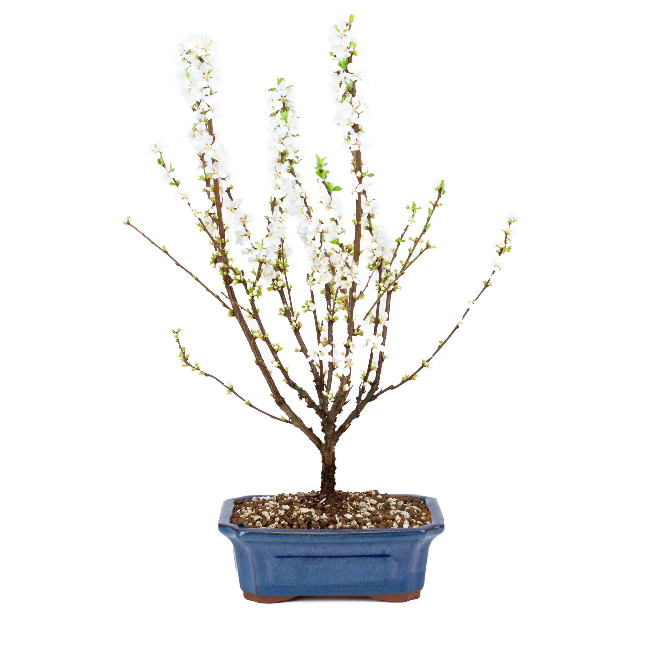 Prunus tomentosa (Nankingkers), hoogte ~53cm