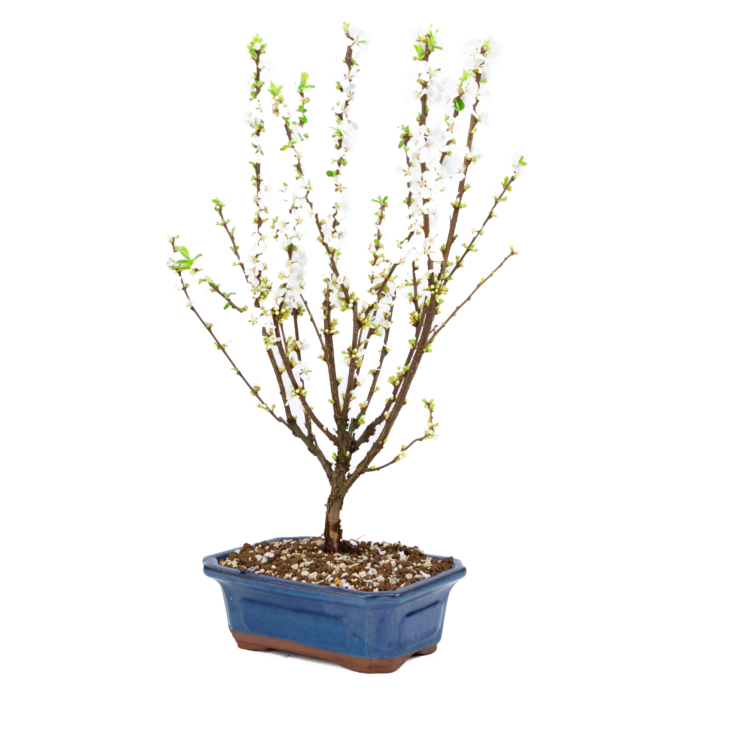 Prunus tomentosa (Nankingkers), hoogte ~53cm - Image 2