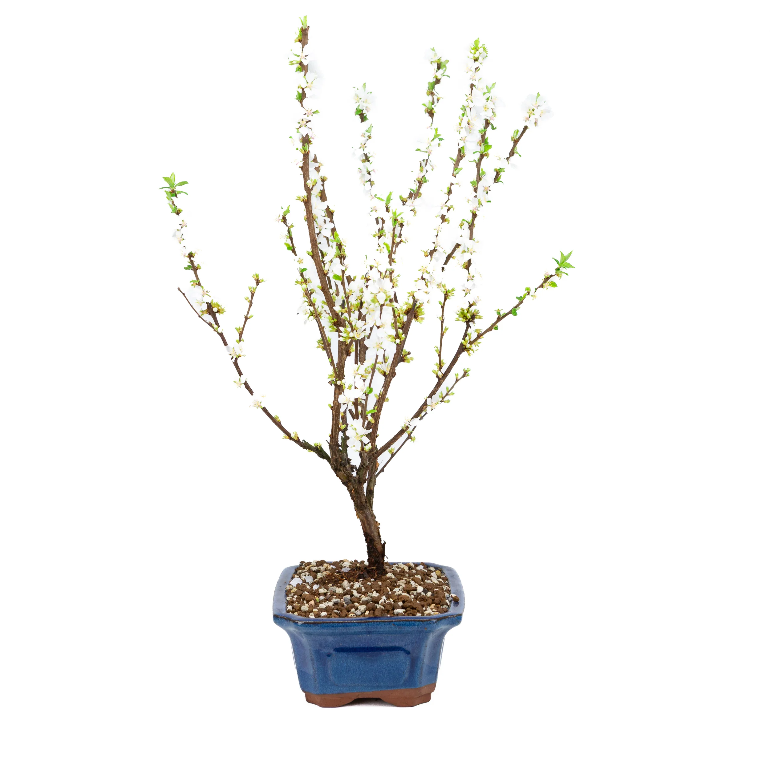 Prunus tomentosa (Nankingkers), hoogte ~53cm - Image 3