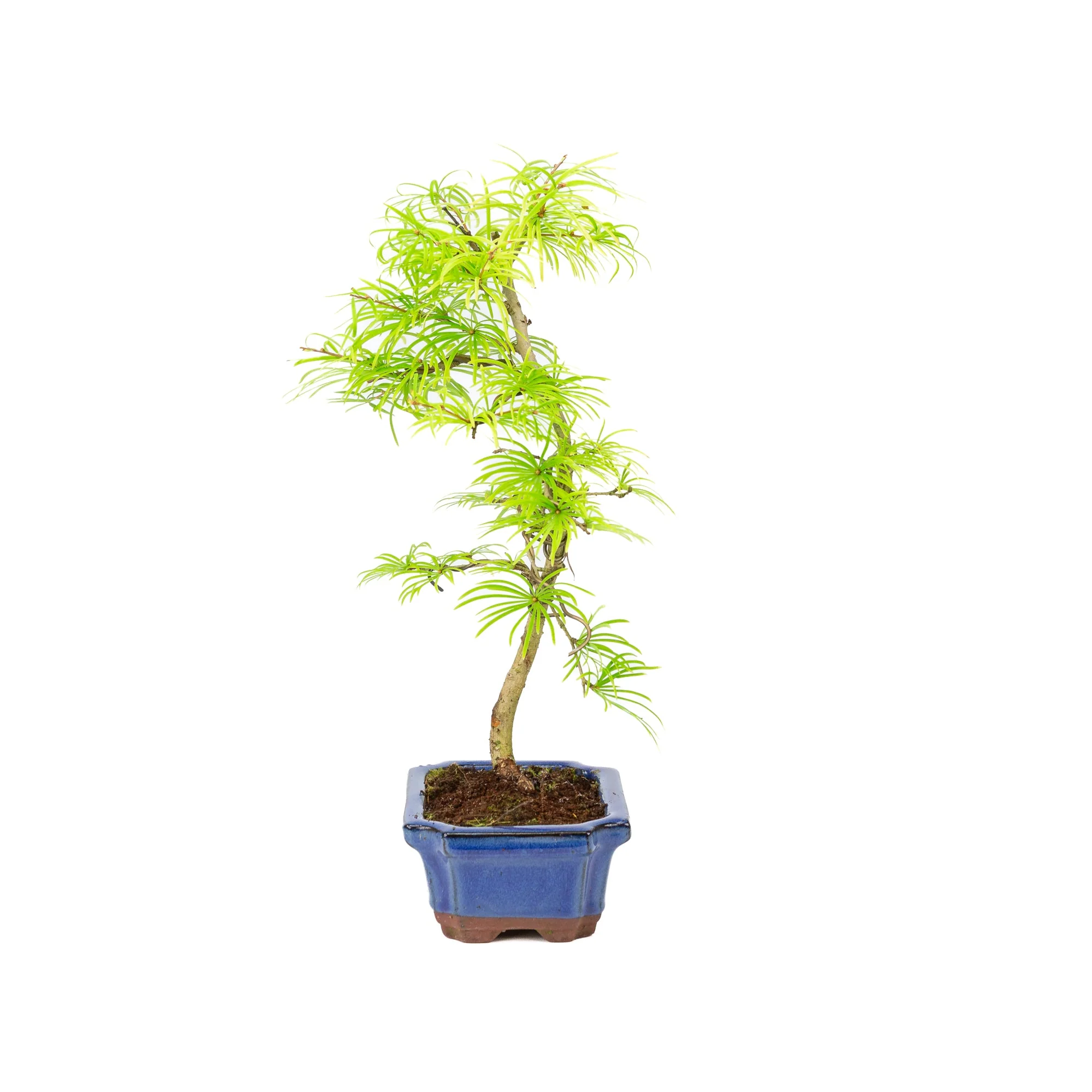 Miniatuur 2