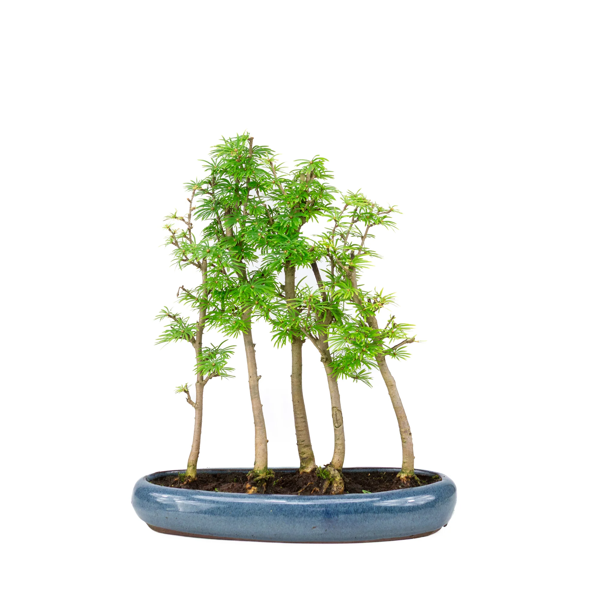 Miniatuur 1