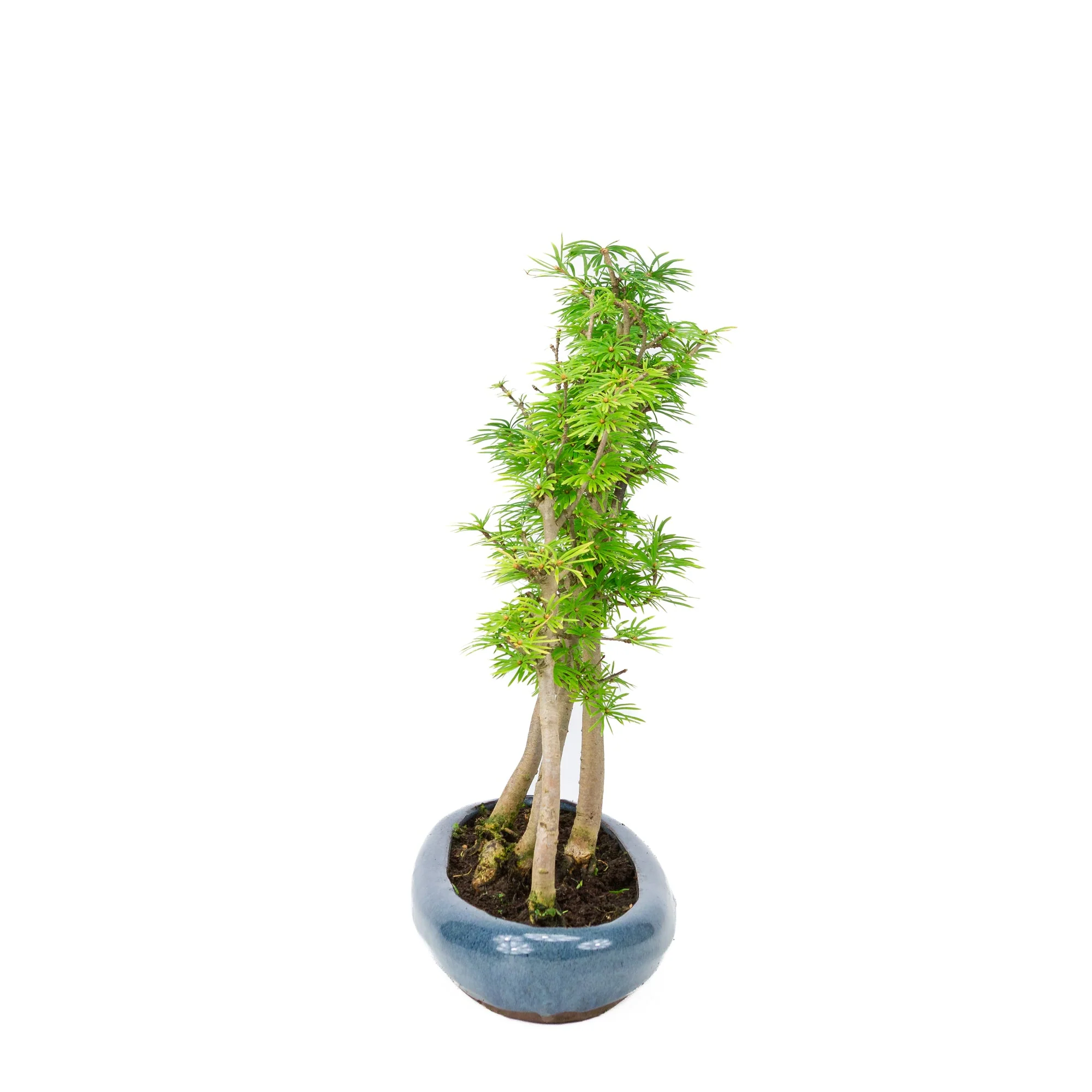 Miniatuur 2