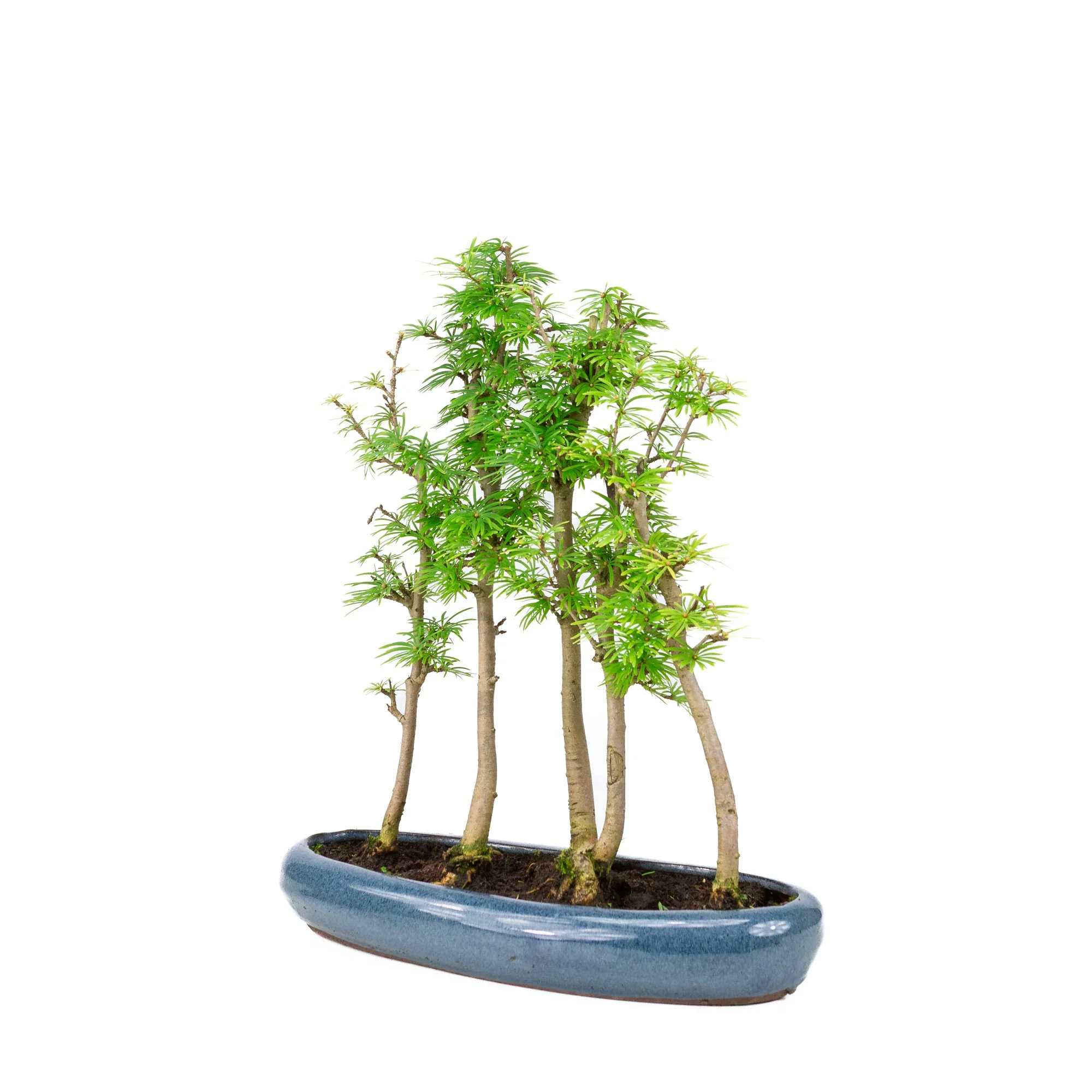 Pseudolarix amabilis bos blauwe ovale pot 30cm, hoogte ~35cm - Image 3