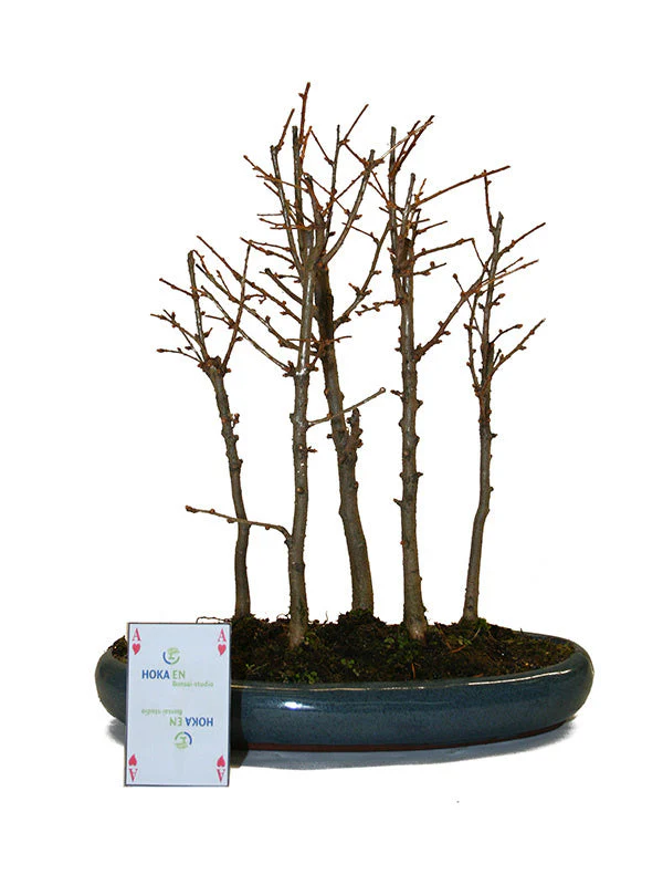 Pseudolarix amabilis bos blauwe ovale pot 30cm, hoogte ~35cm - Image 5