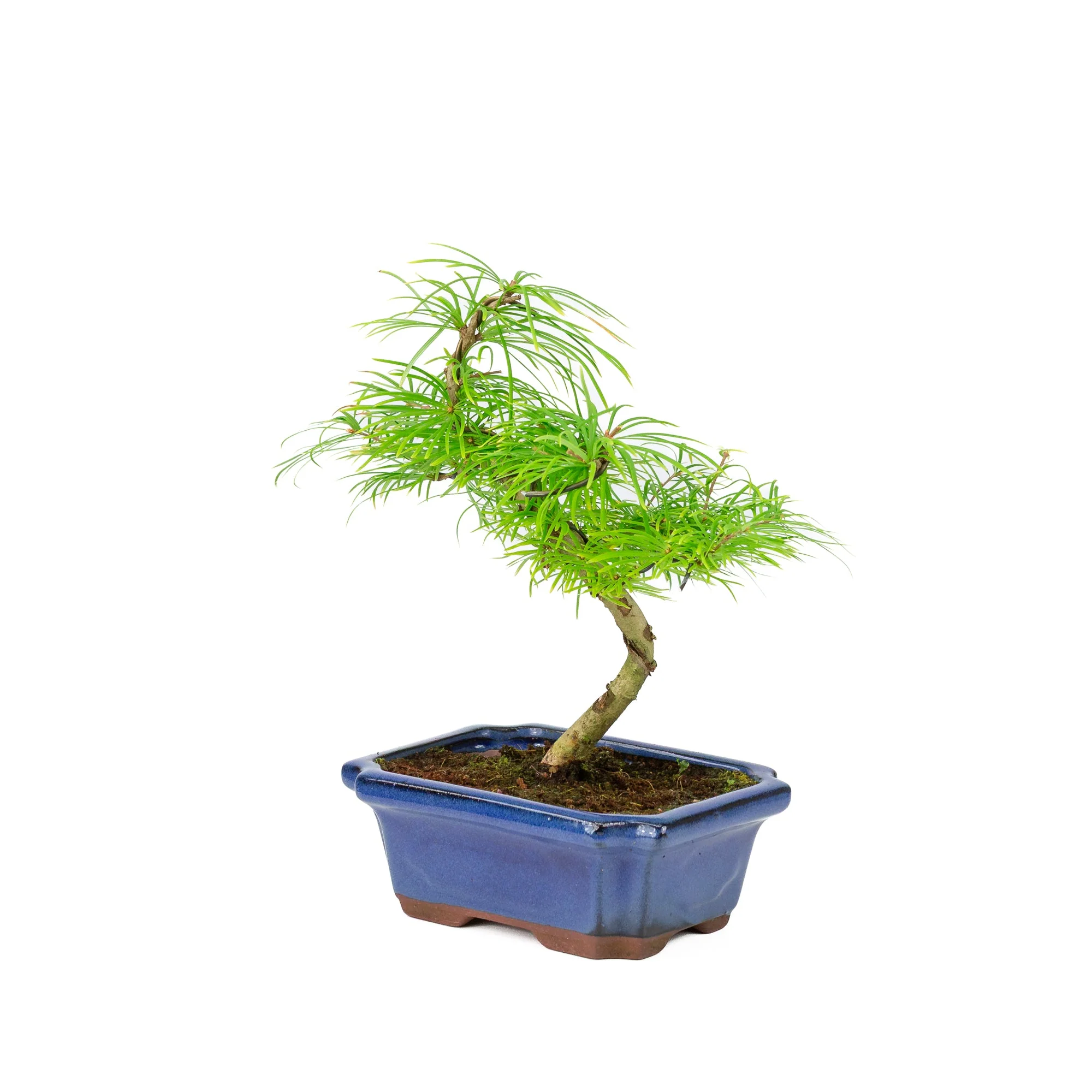 Pseudolarix amabilis in blauwe pot 20cm, hoogte ~40cm - Image 3