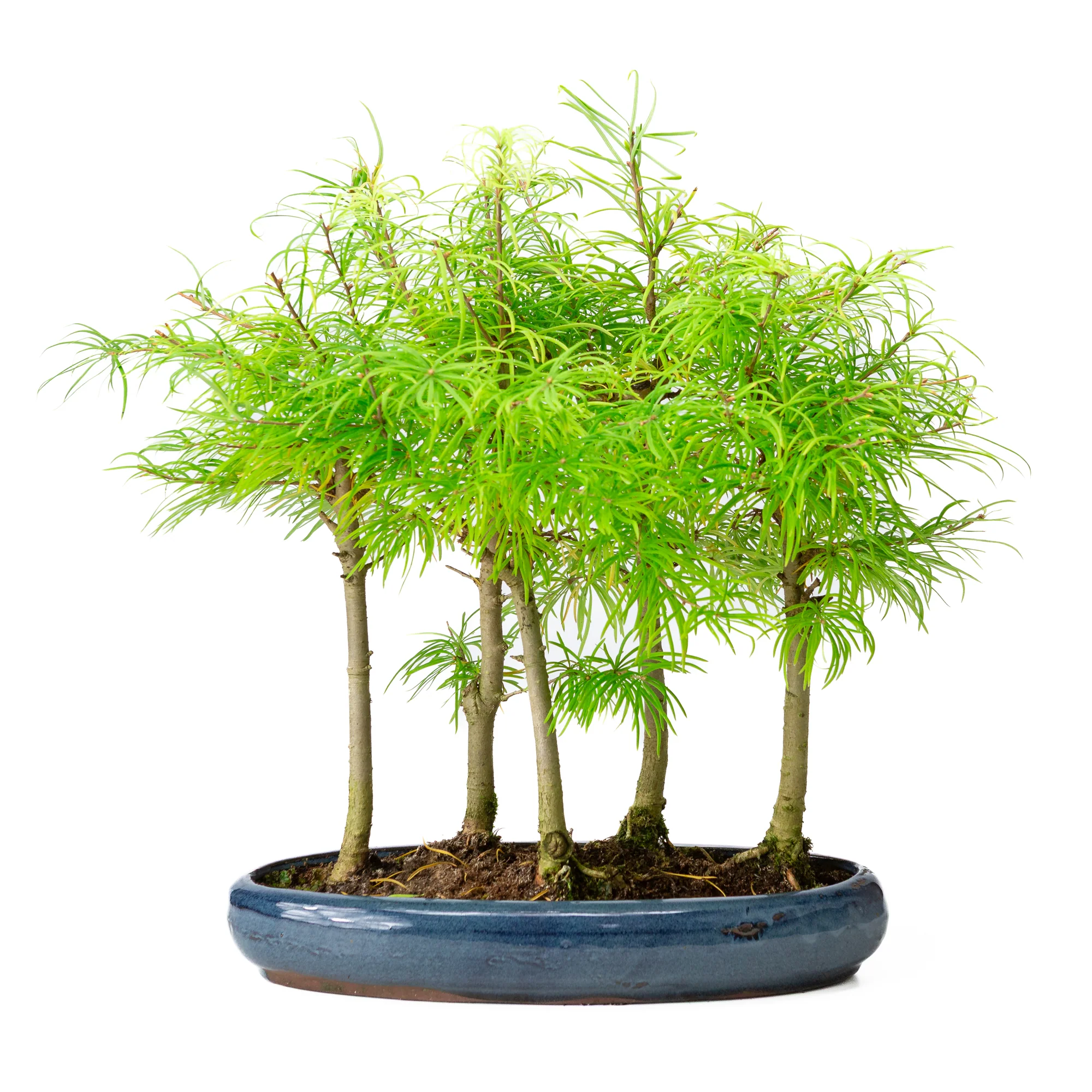 Pseudolarix amabilis bos blauwe ovale pot 35cm, hoogte ~38cm