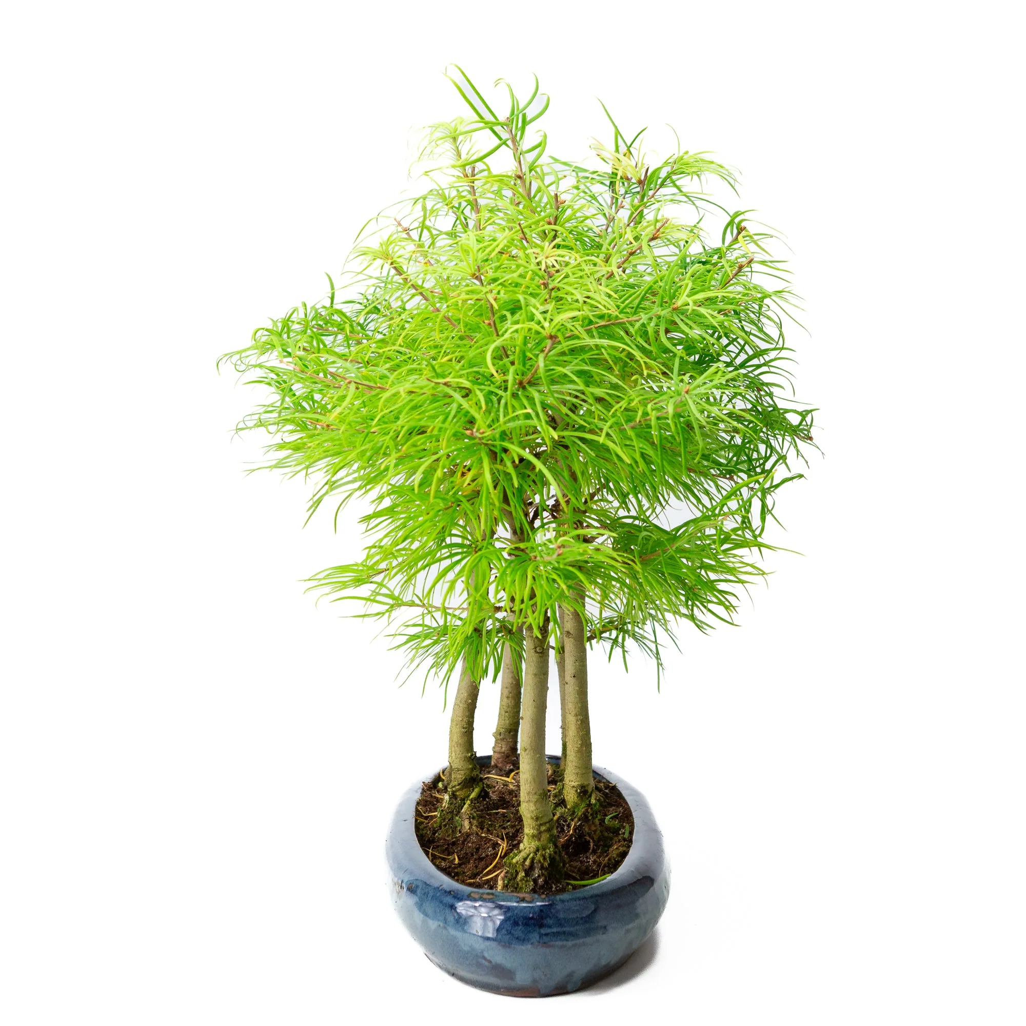 Pseudolarix amabilis bos blauwe ovale pot 35cm, hoogte ~38cm - Image 2