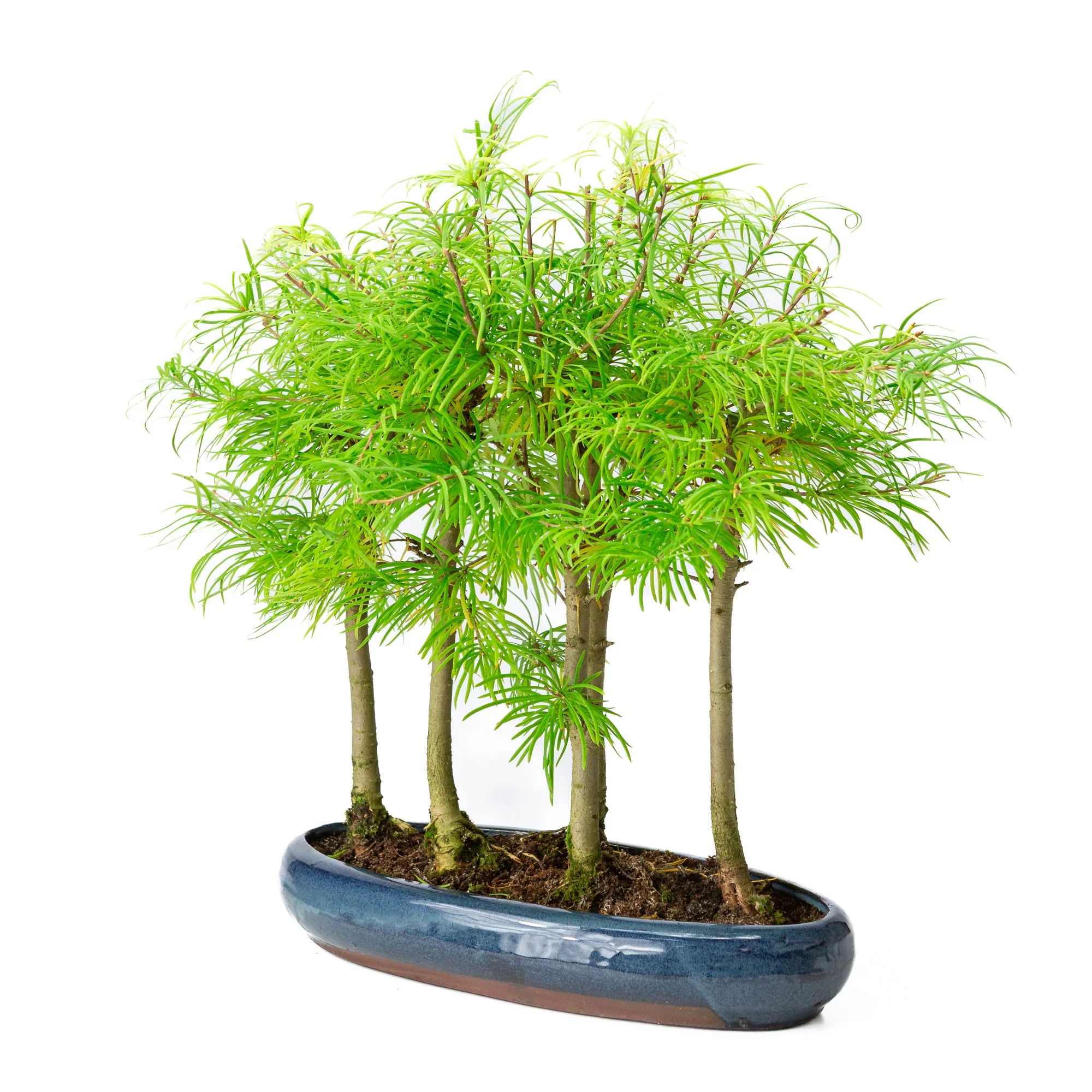 Pseudolarix amabilis bos blauwe ovale pot 35cm, hoogte ~38cm - Image 3