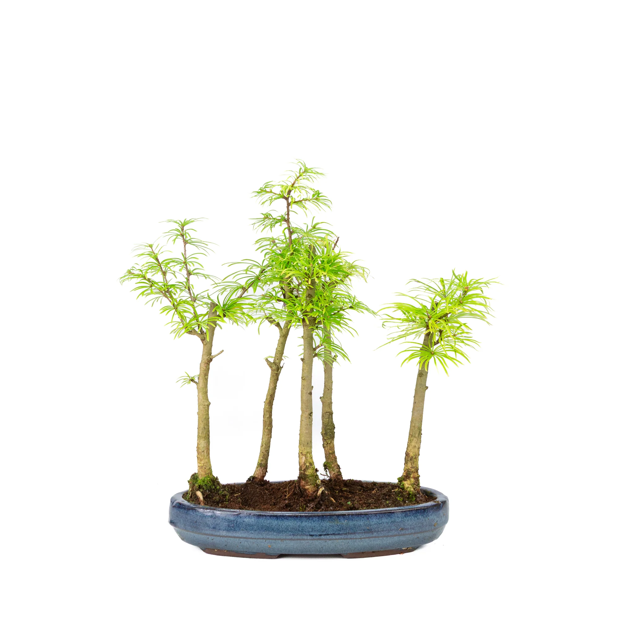 Pseudolarix amabilis bos blauwe ovale pot 25cm, hoogte ~35cm