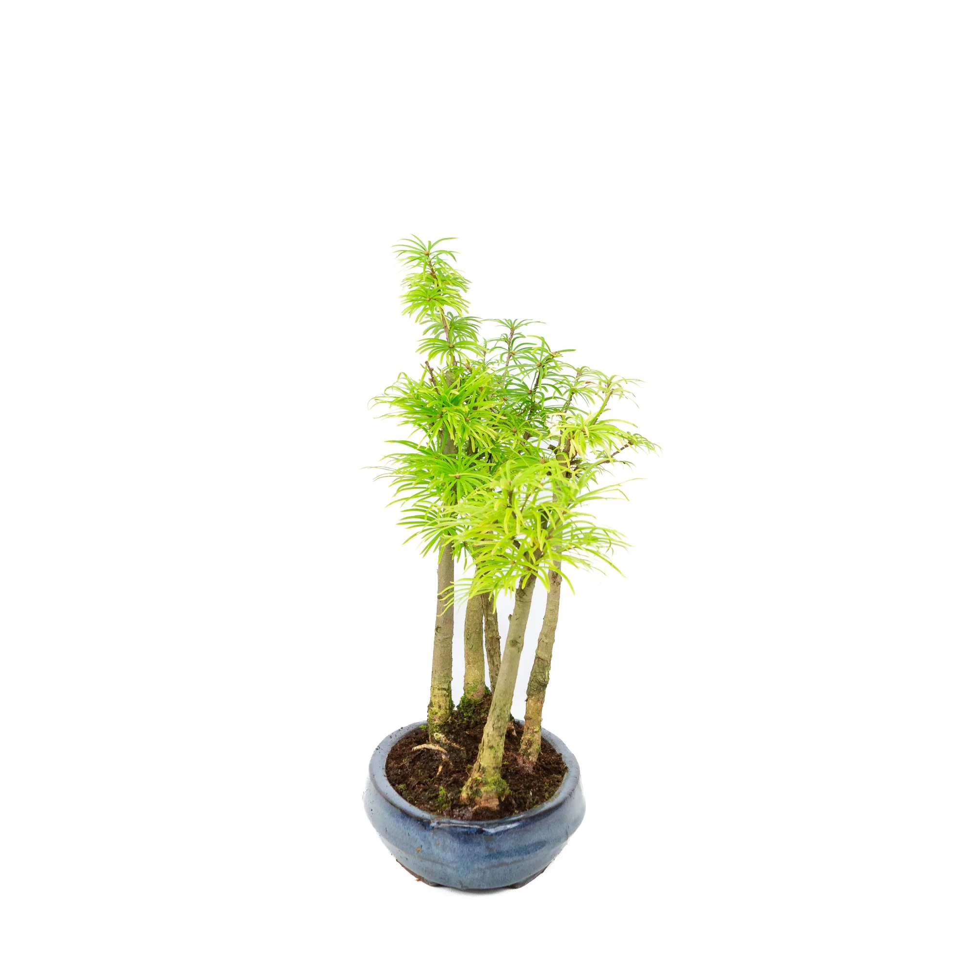 Pseudolarix amabilis bos blauwe ovale pot 25cm, hoogte ~35cm - Image 2