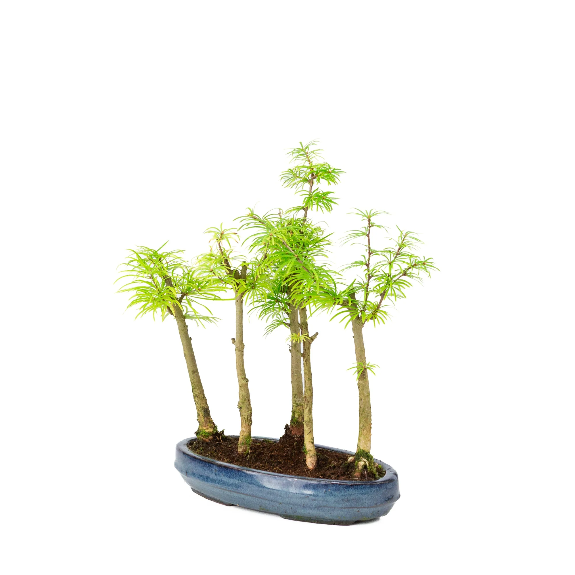 Pseudolarix amabilis bos blauwe ovale pot 25cm, hoogte ~35cm - Image 3
