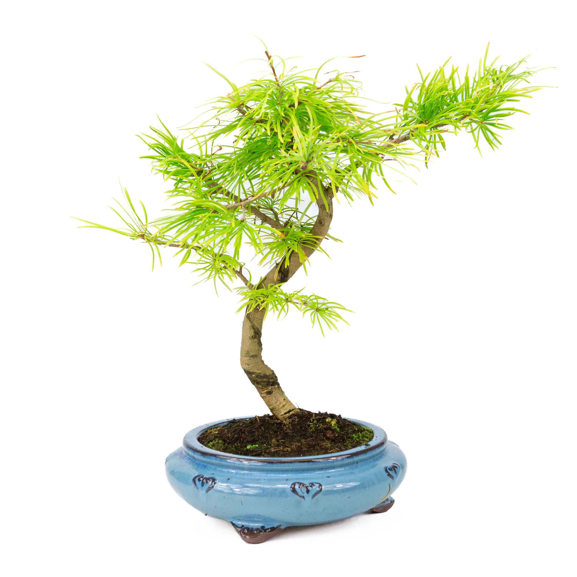 Pseudolarix shape blauwe ronde pot 23cm, hoogte ~38cm