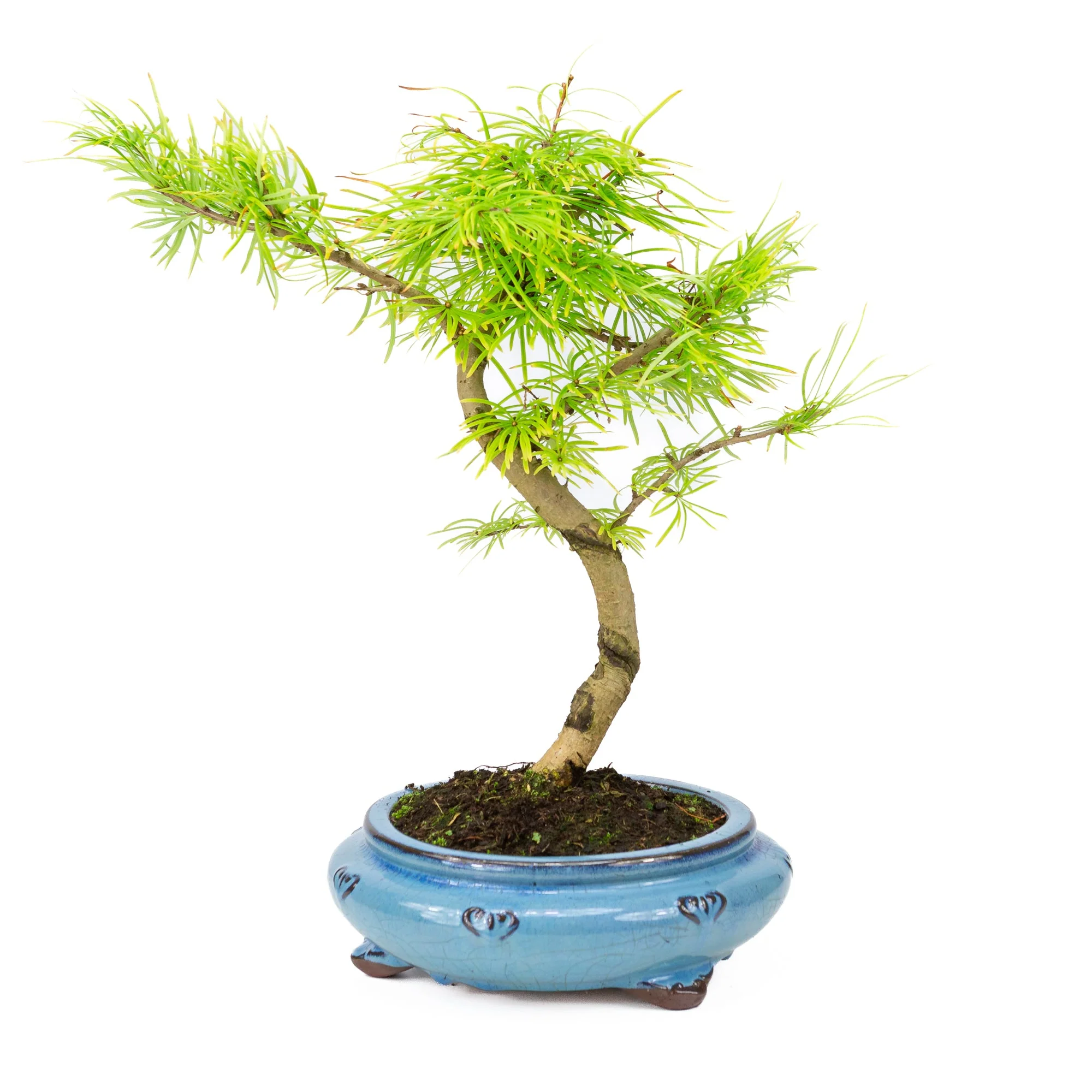 Pseudolarix shape blauwe ronde pot 23cm, hoogte ~38cm - Image 2