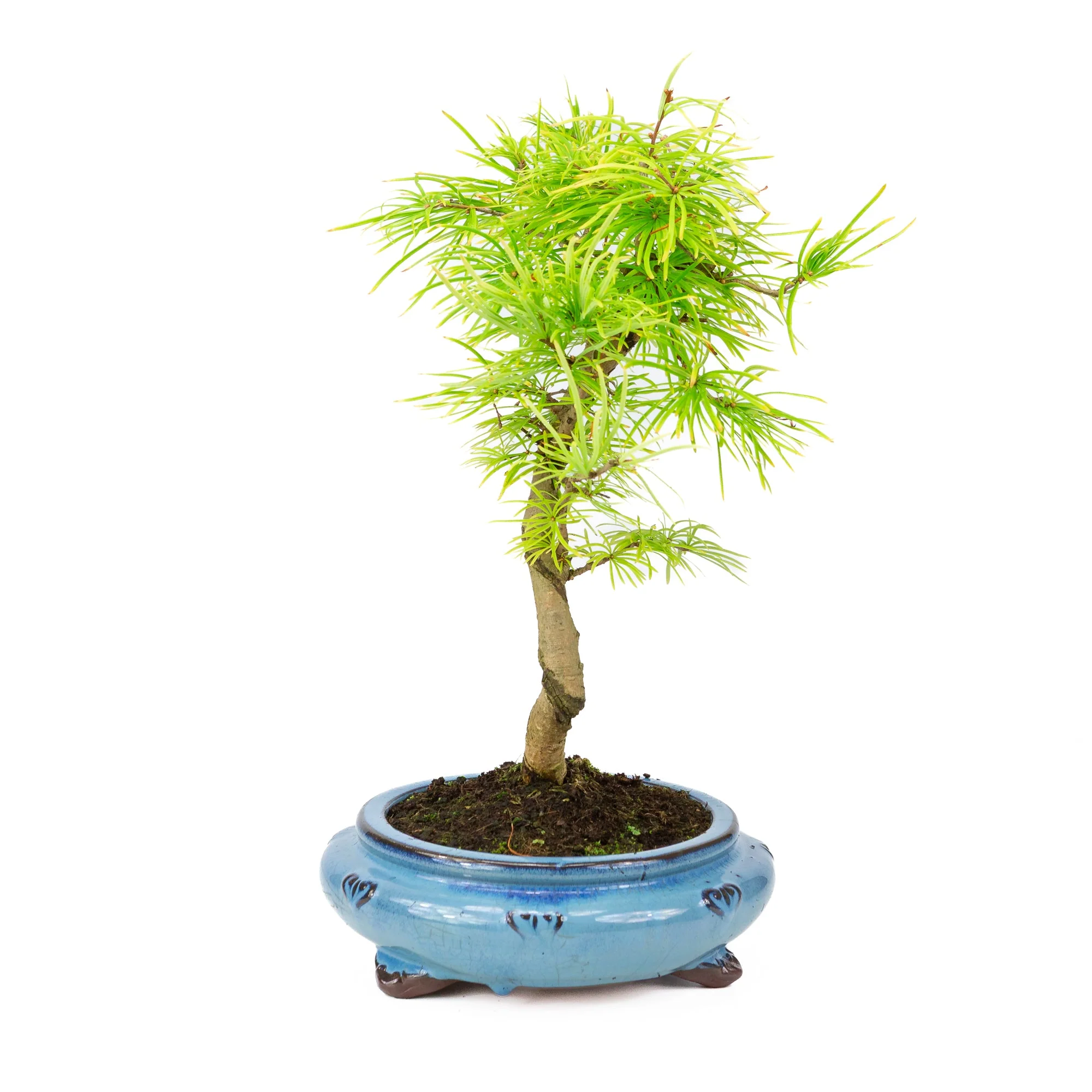 Pseudolarix shape blauwe ronde pot 23cm, hoogte ~38cm - Image 3