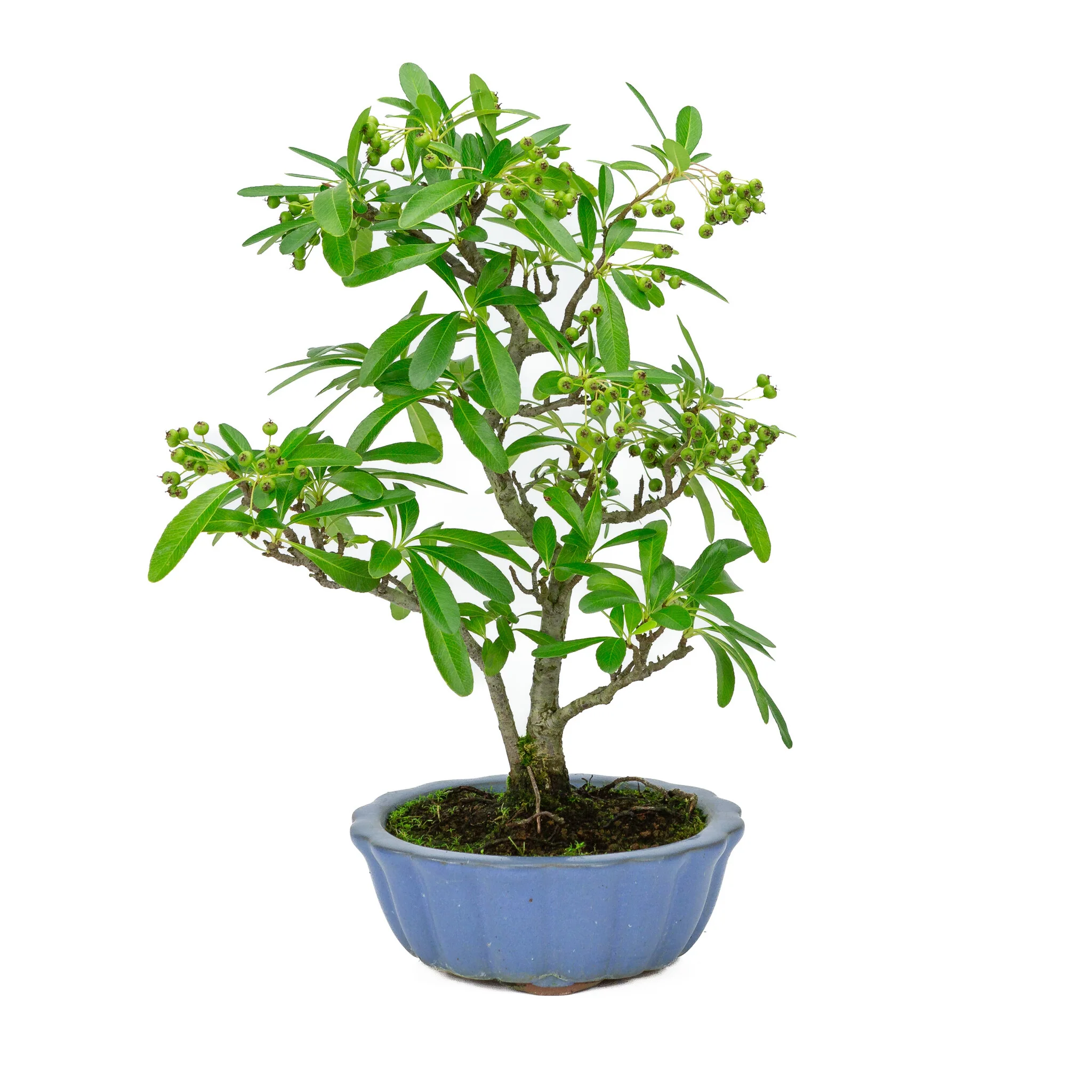 Miniatuur 1