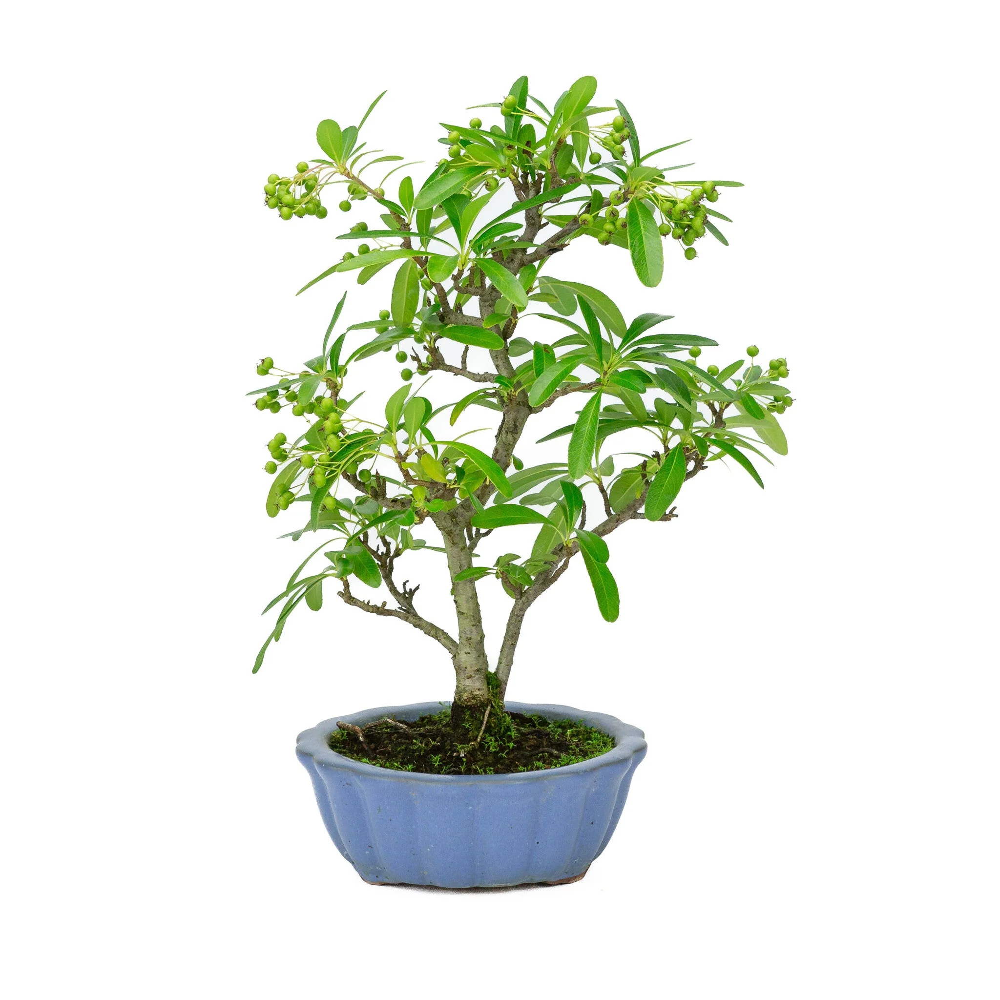 Pyracantha licht blauwe ronde pot 15cm, hoogte ~34cm - Image 3