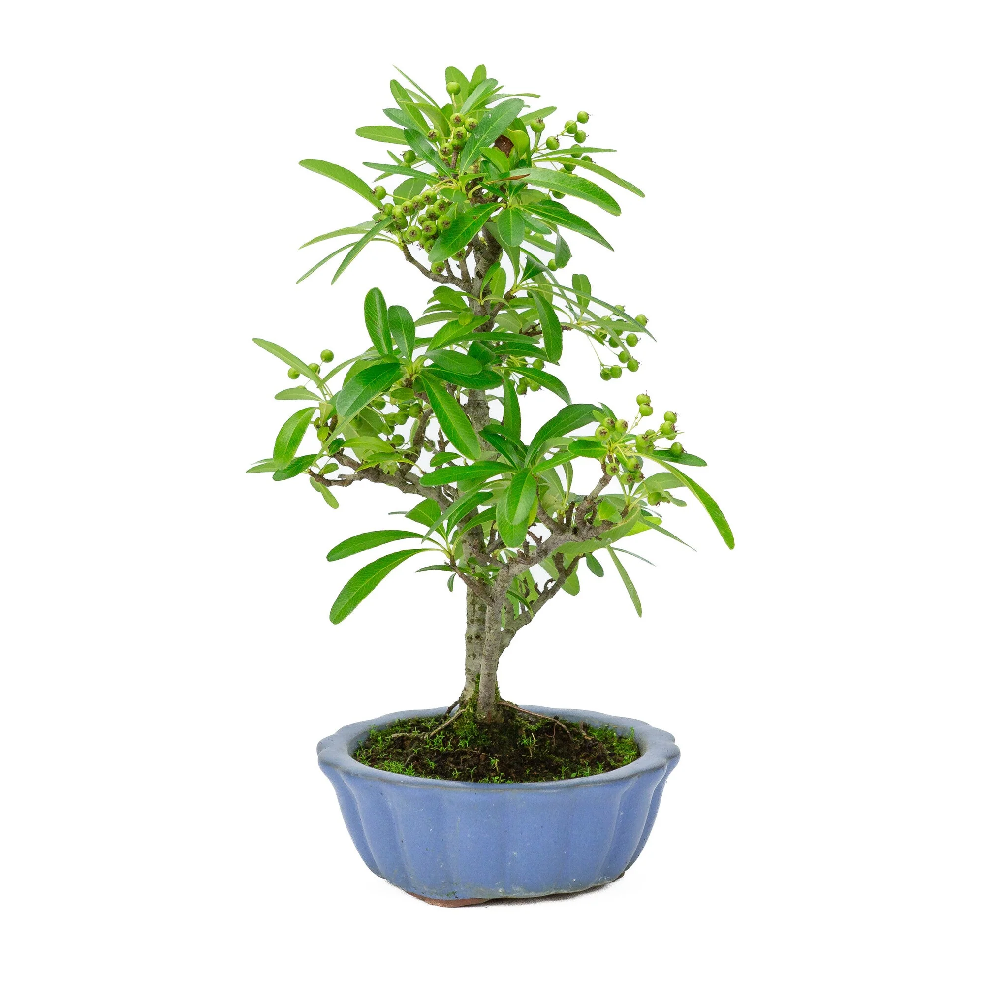 Pyracantha licht blauwe ronde pot 15cm, hoogte ~34cm - Image 4
