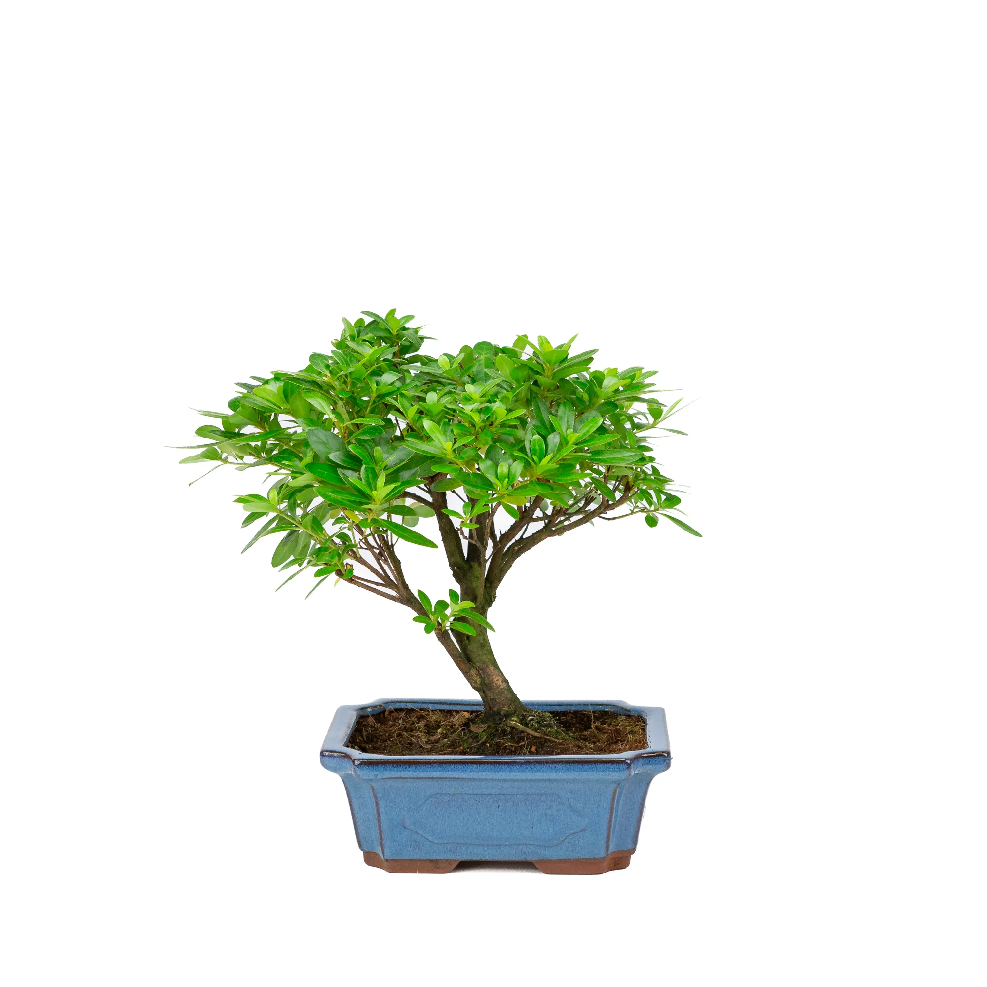 Miniatuur 1