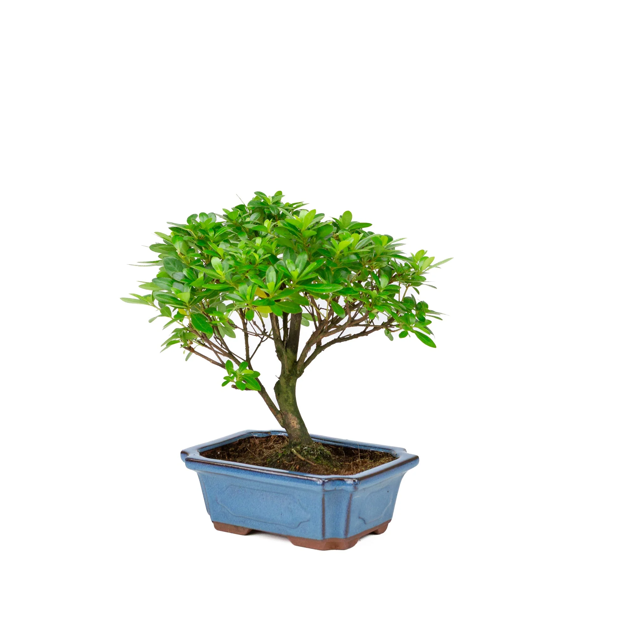 Rhododendron indicum bezem vorm blauwe pot 18cm, hoogte ~36cm - Image 3
