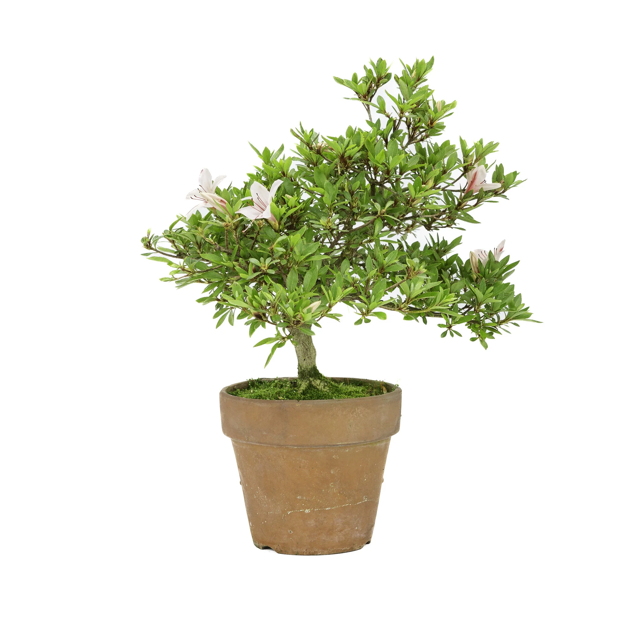 Miniatuur 1