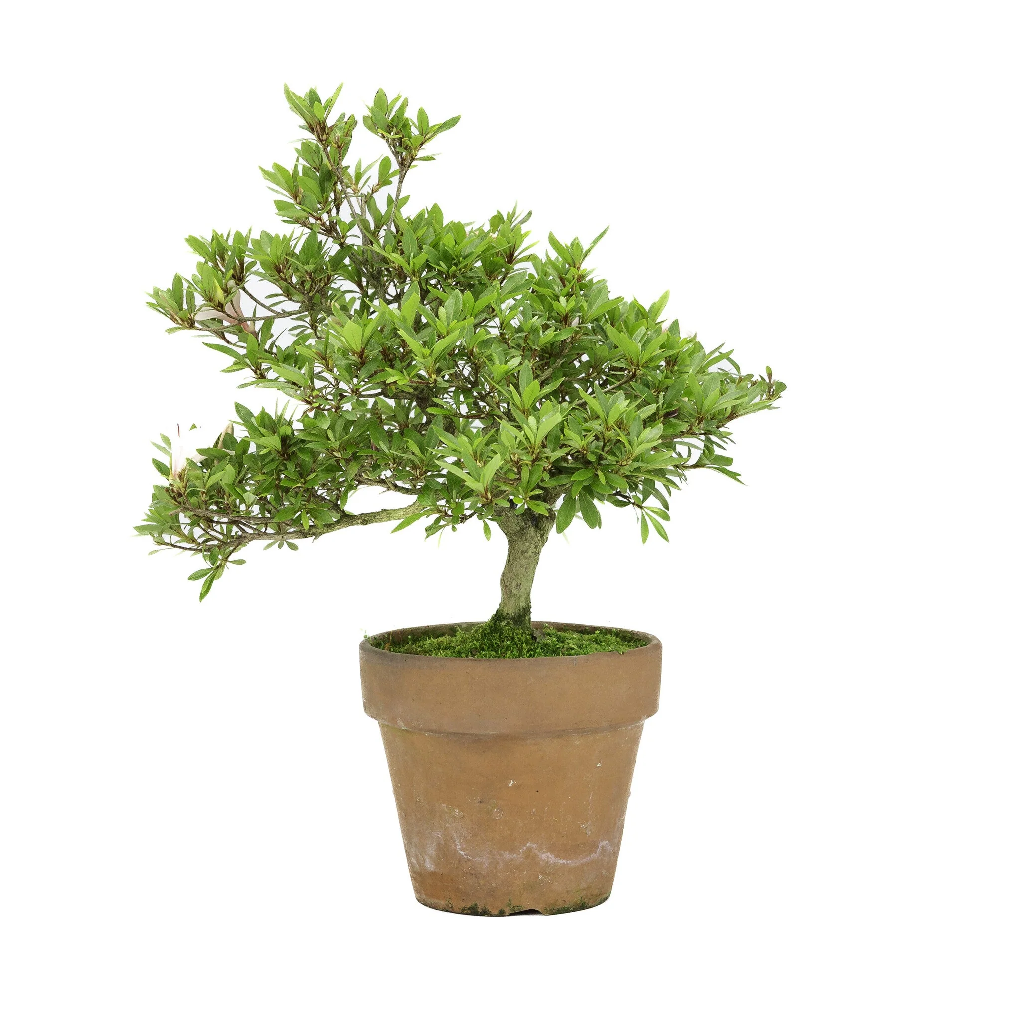 Rhododendron 'Hinomaru' terracotta pot 16cm, hoogte ~40cm - Image 3