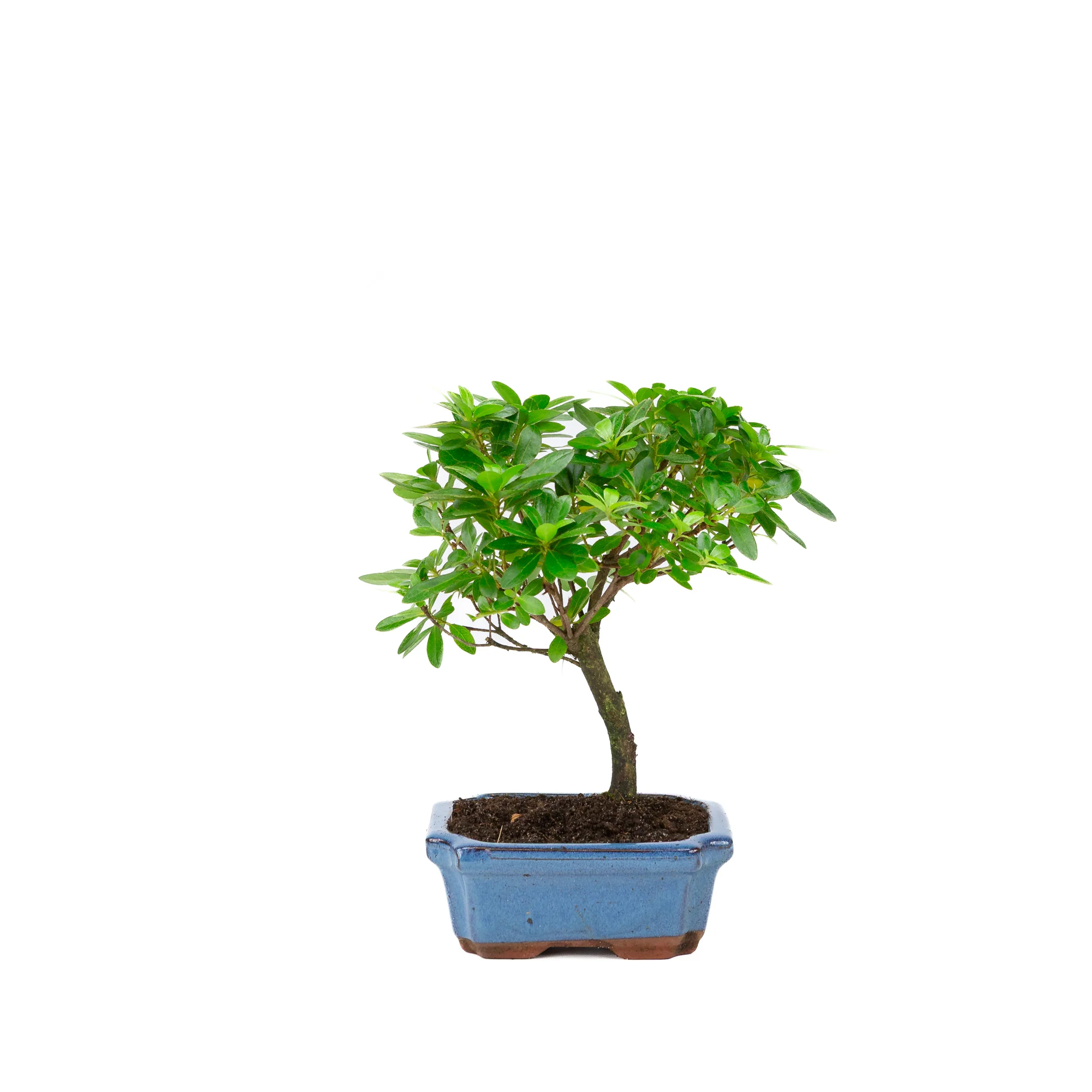 Miniatuur 1
