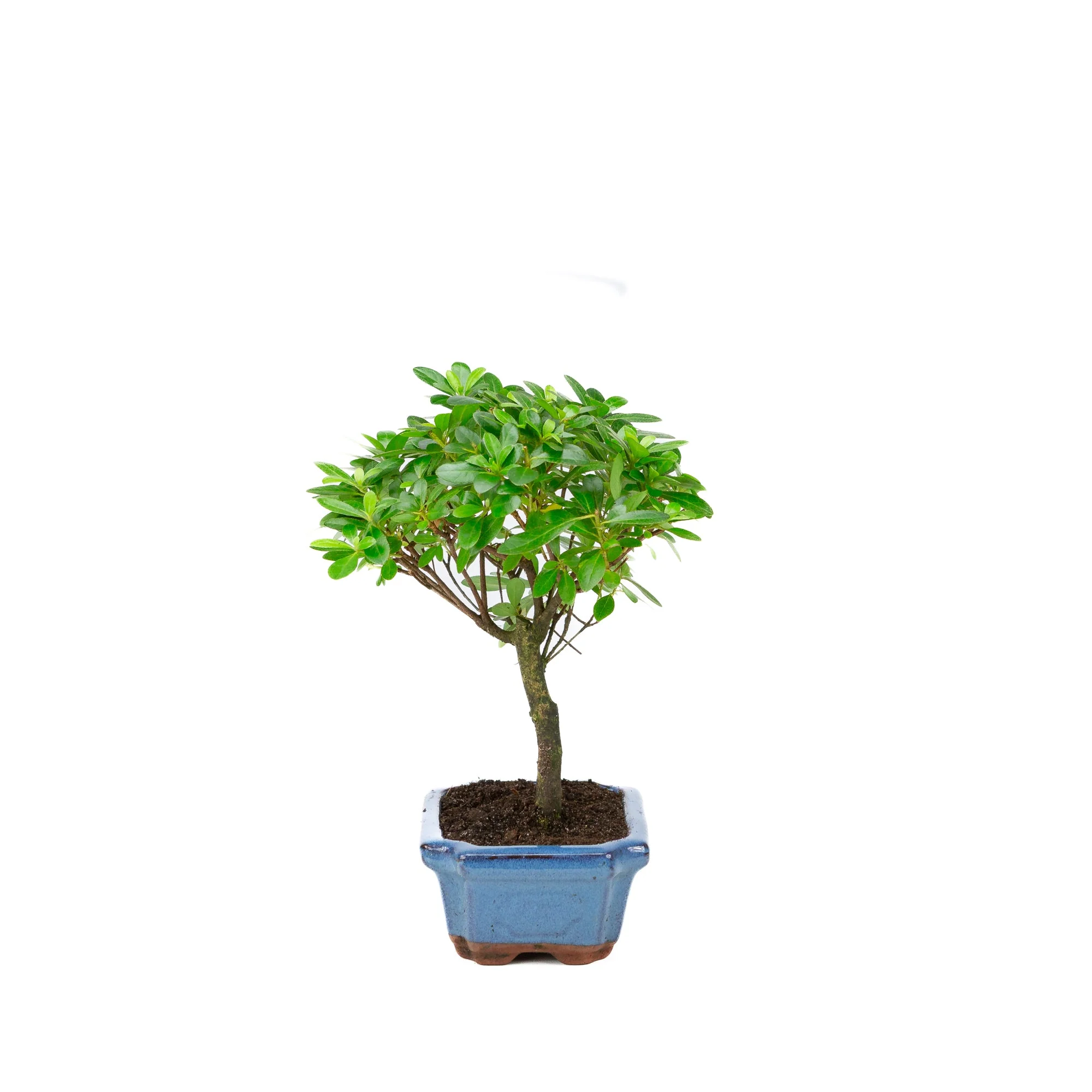 Miniatuur 2