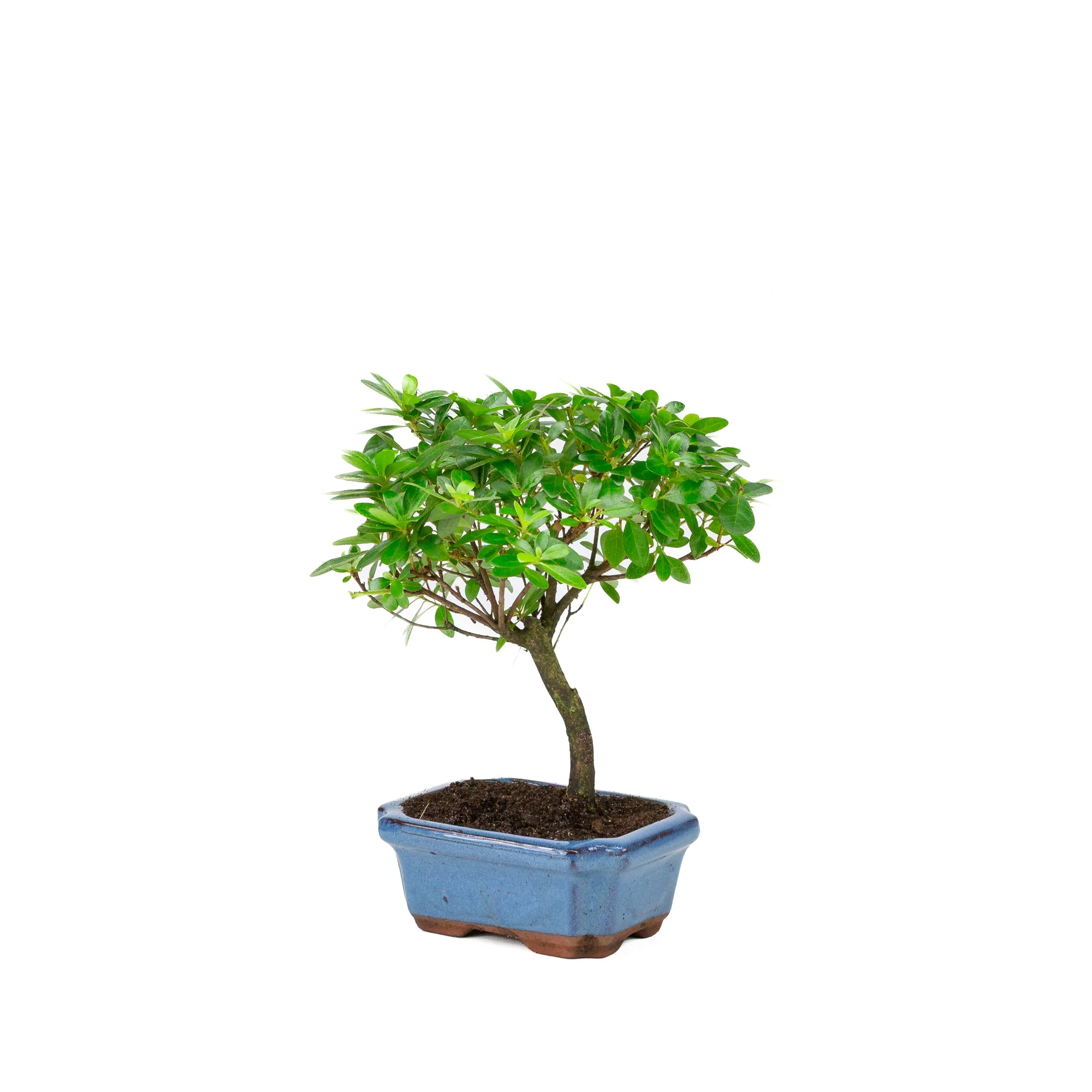 Rhododendron indicum bezem vorm blauwe pot 15cm, hoogte ~27cm - Image 3