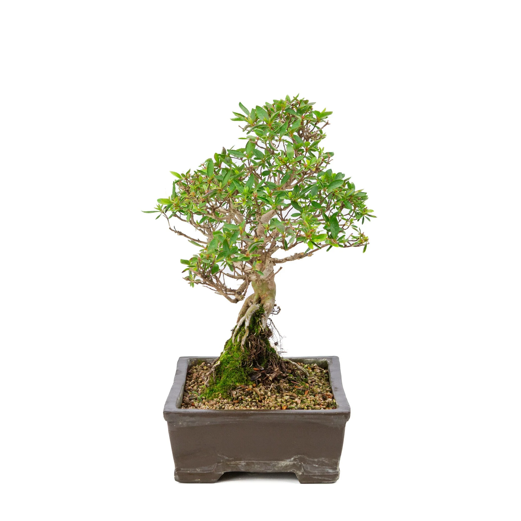 Miniatuur 2