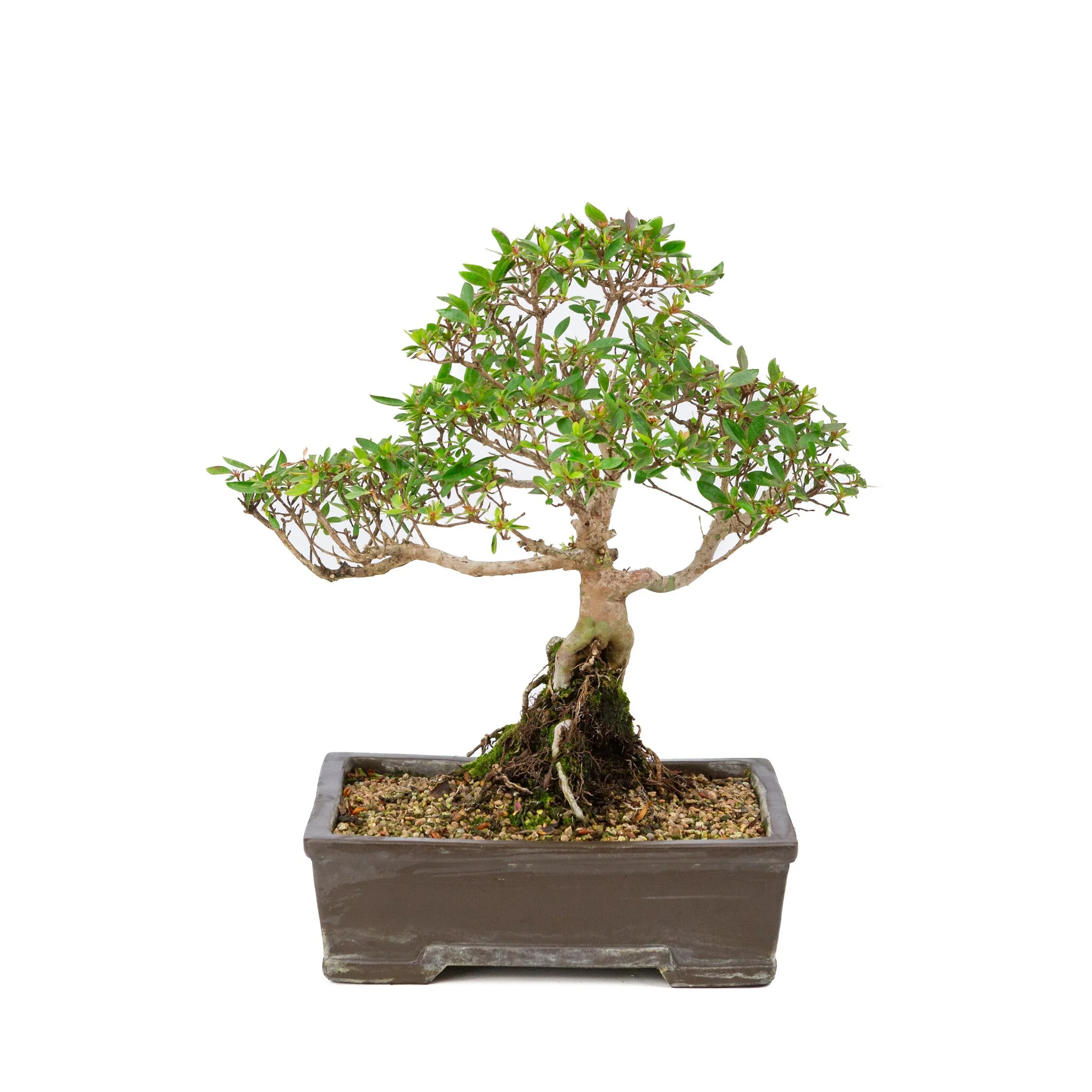 Rhododendron indicum ongeglazuurde pot 25cm, hoogte ~41cm - Image 3