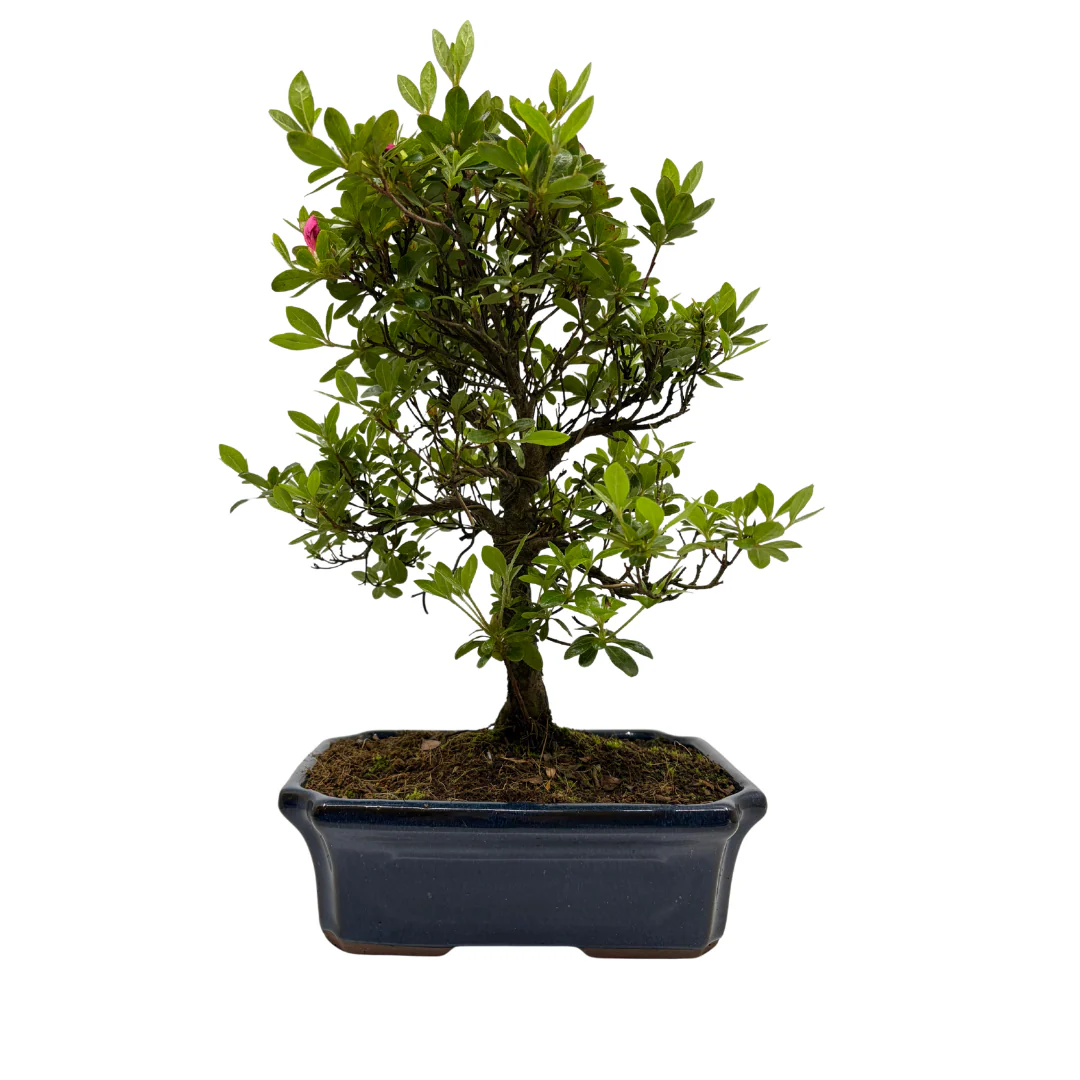 Rhododendron indicum (satsuki azalea), hoogte ~40cm - Image 3