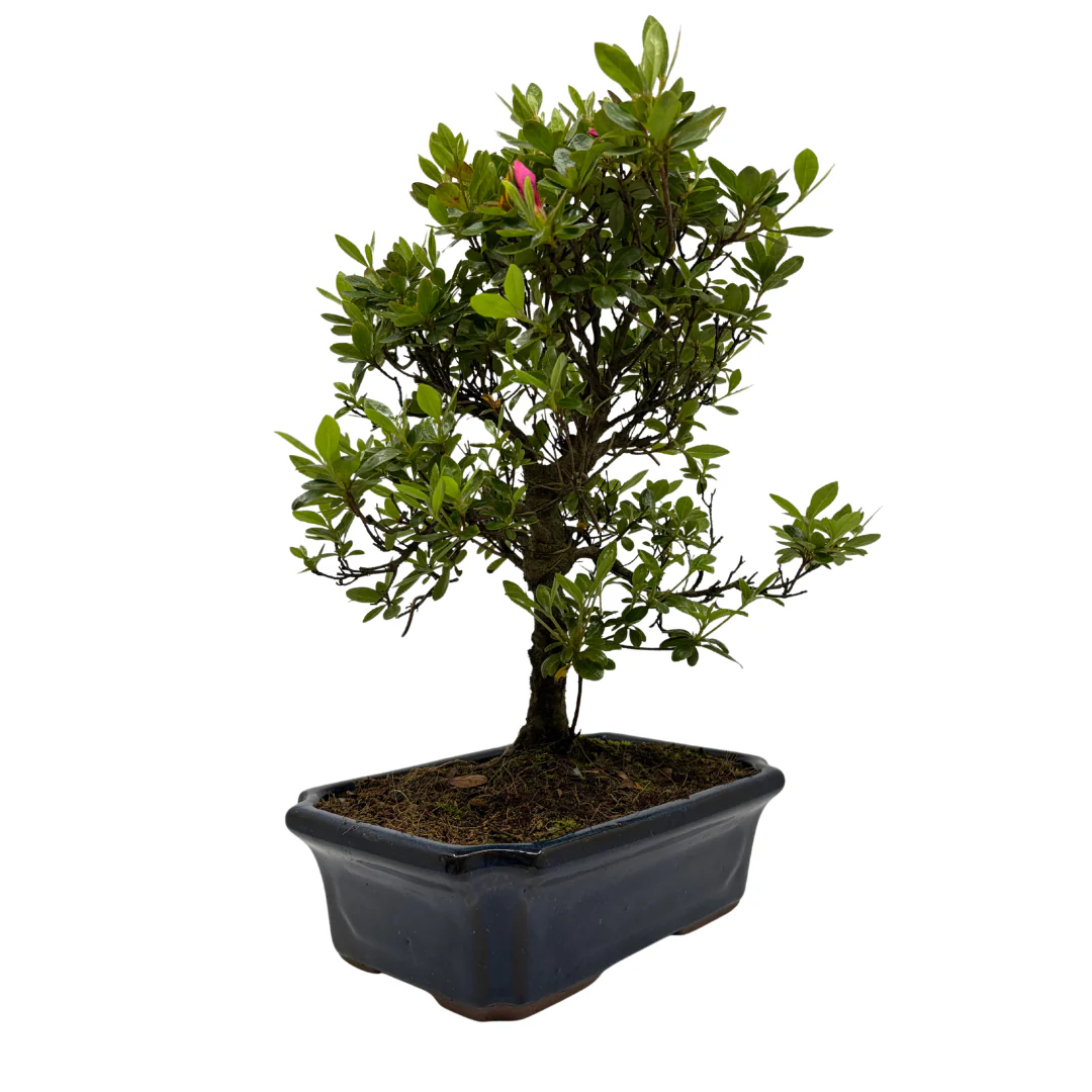 Rhododendron indicum (satsuki azalea), hoogte ~40cm - Image 4