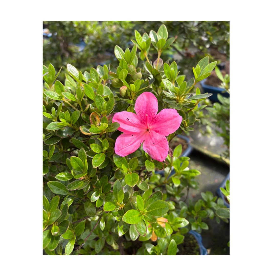 Rhododendron indicum (satsuki azalea), hoogte ~40cm - Image 5