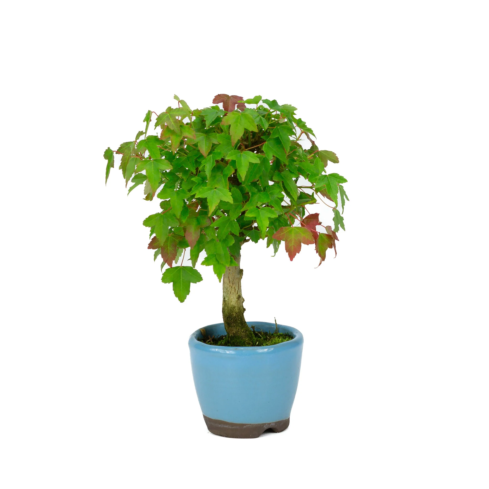 Miniatuur 1