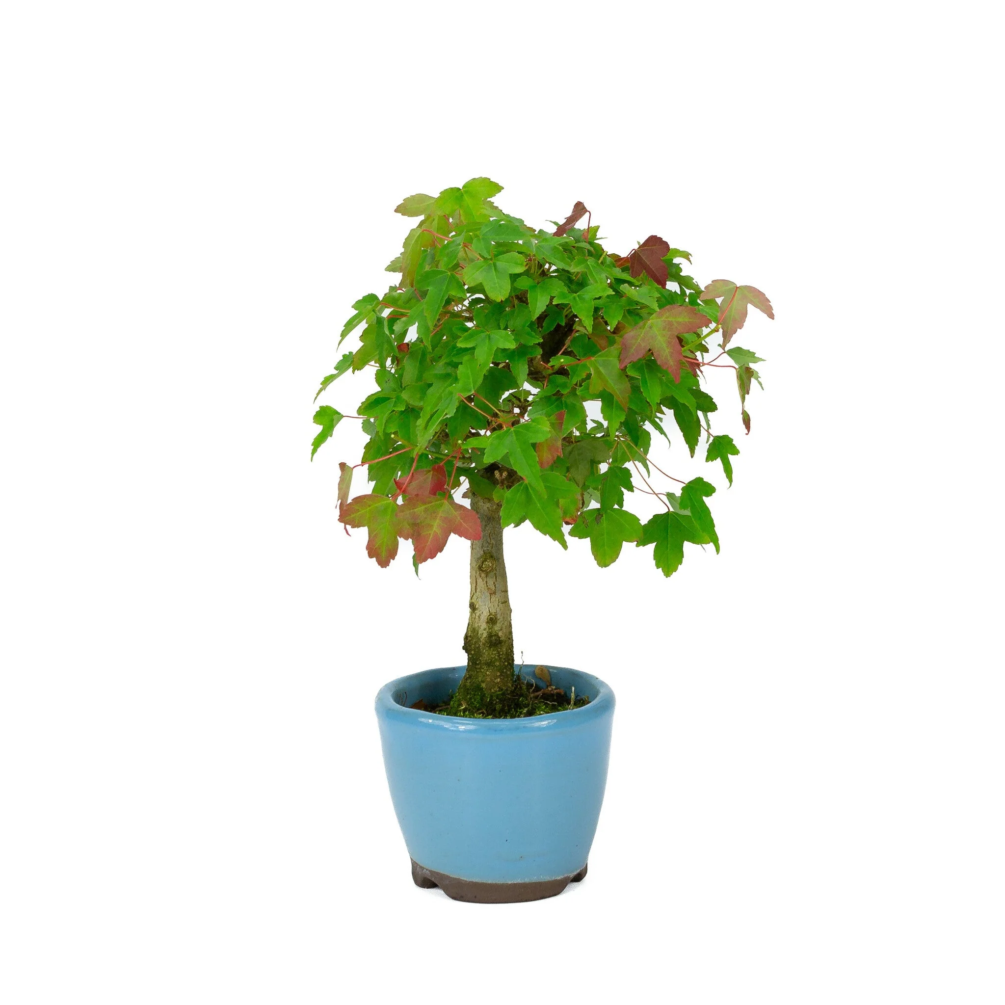 Miniatuur 2