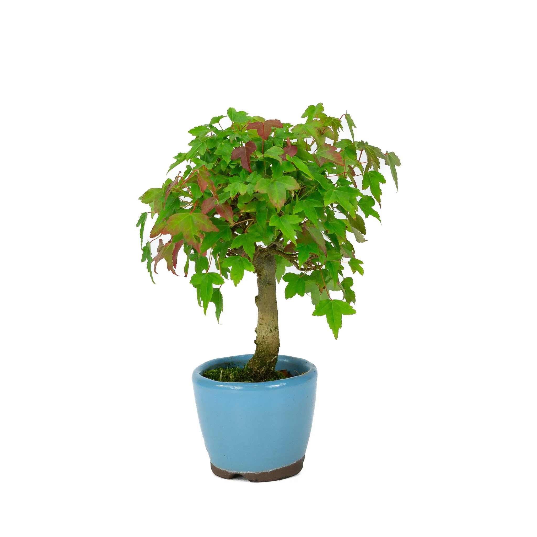 Acer buergerianum licht blauwe ronde pot 8cm, hoogte ~23cm - Image 3