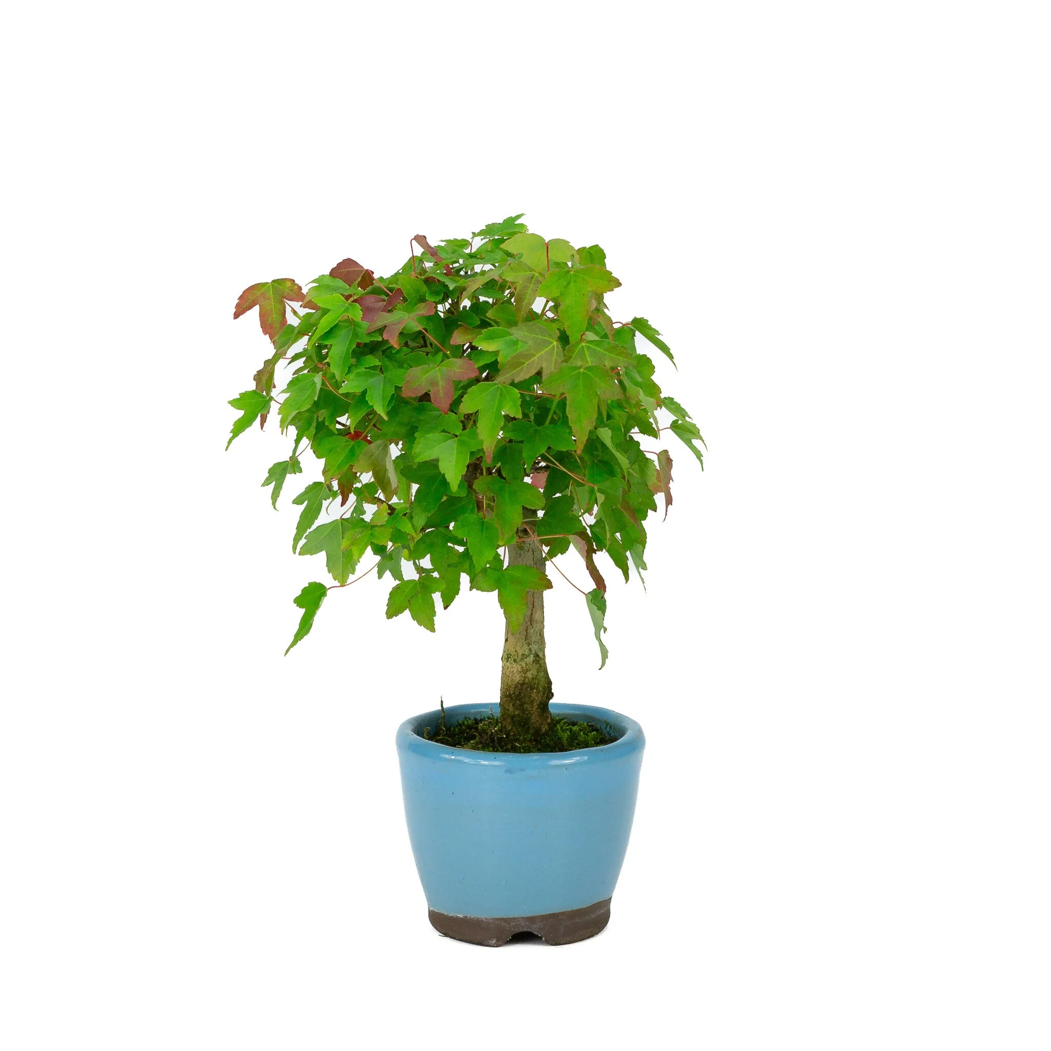 Acer buergerianum licht blauwe ronde pot 8cm, hoogte ~23cm - Image 4