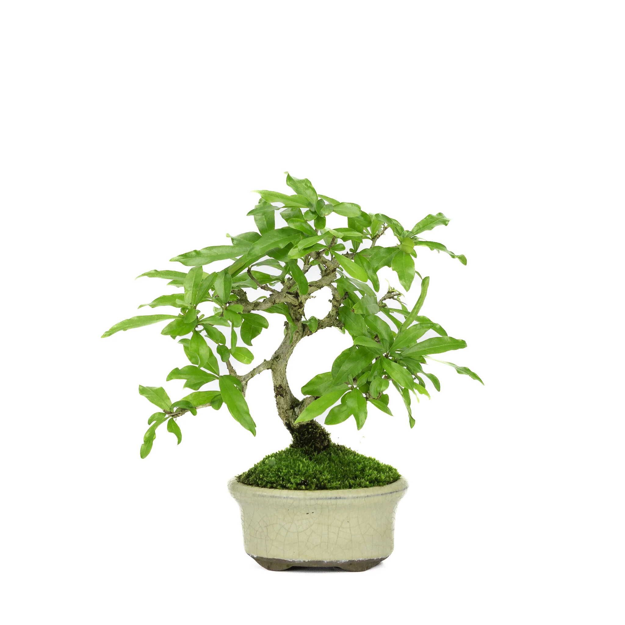 Shohin Punica Granatum creme ovale pot ~10cm, hoogte ~19cm
