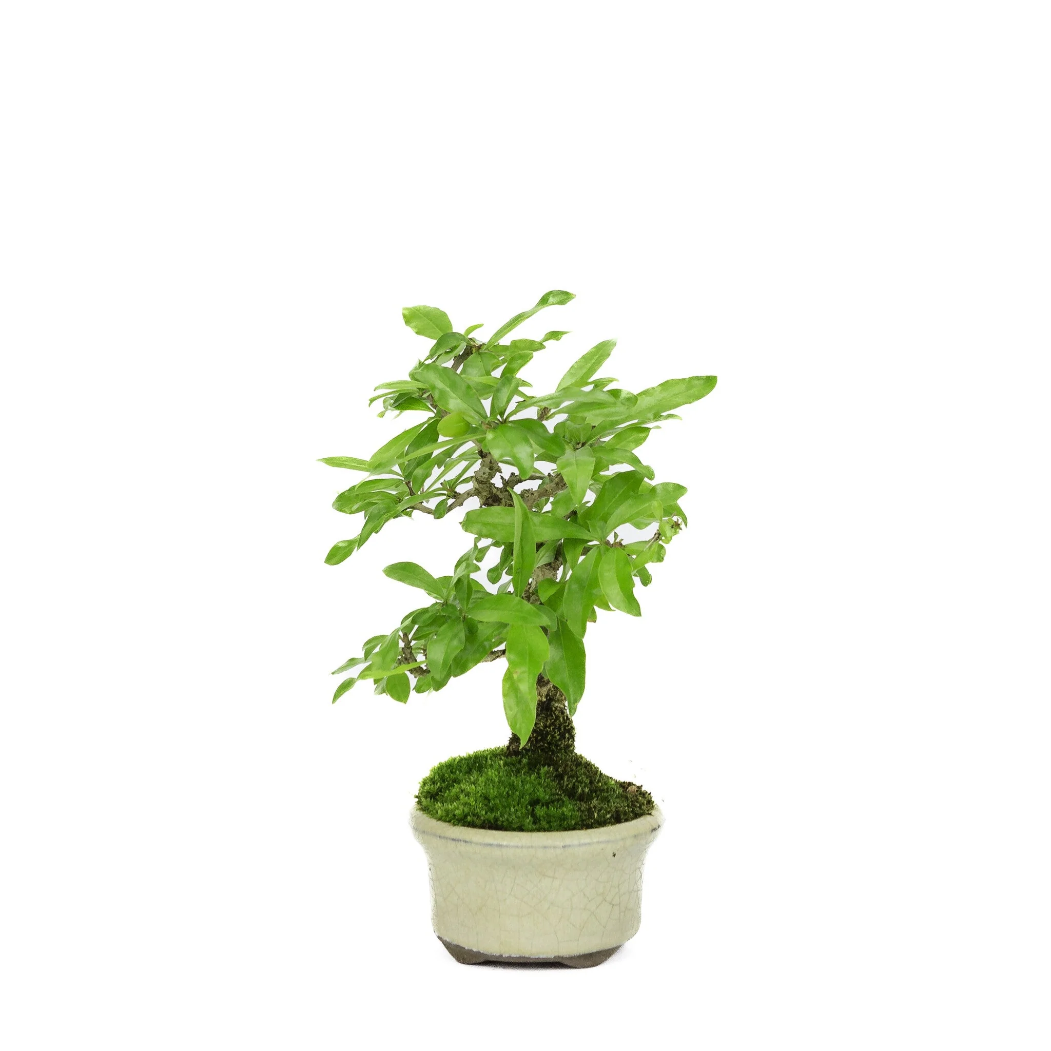 Shohin Punica Granatum creme ovale pot ~10cm, hoogte ~19cm - Image 2