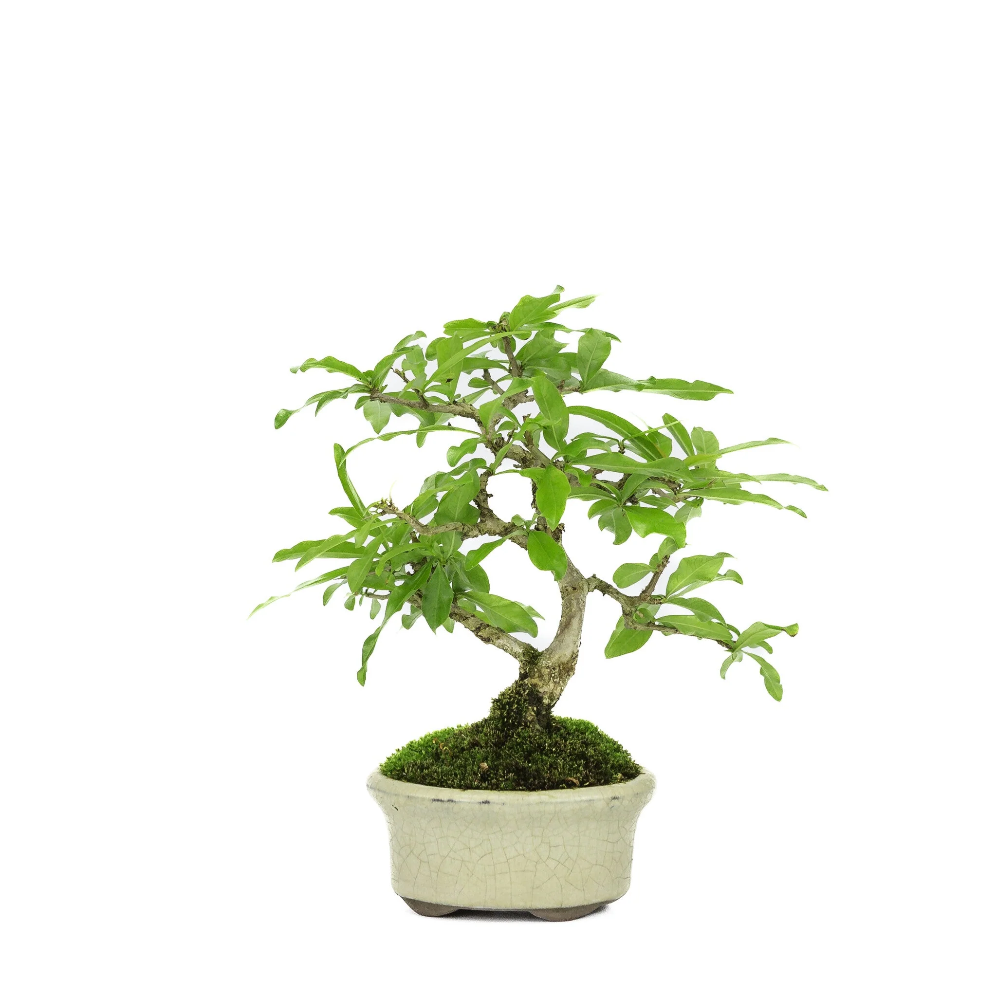 Shohin Punica Granatum creme ovale pot ~10cm, hoogte ~19cm - Image 3