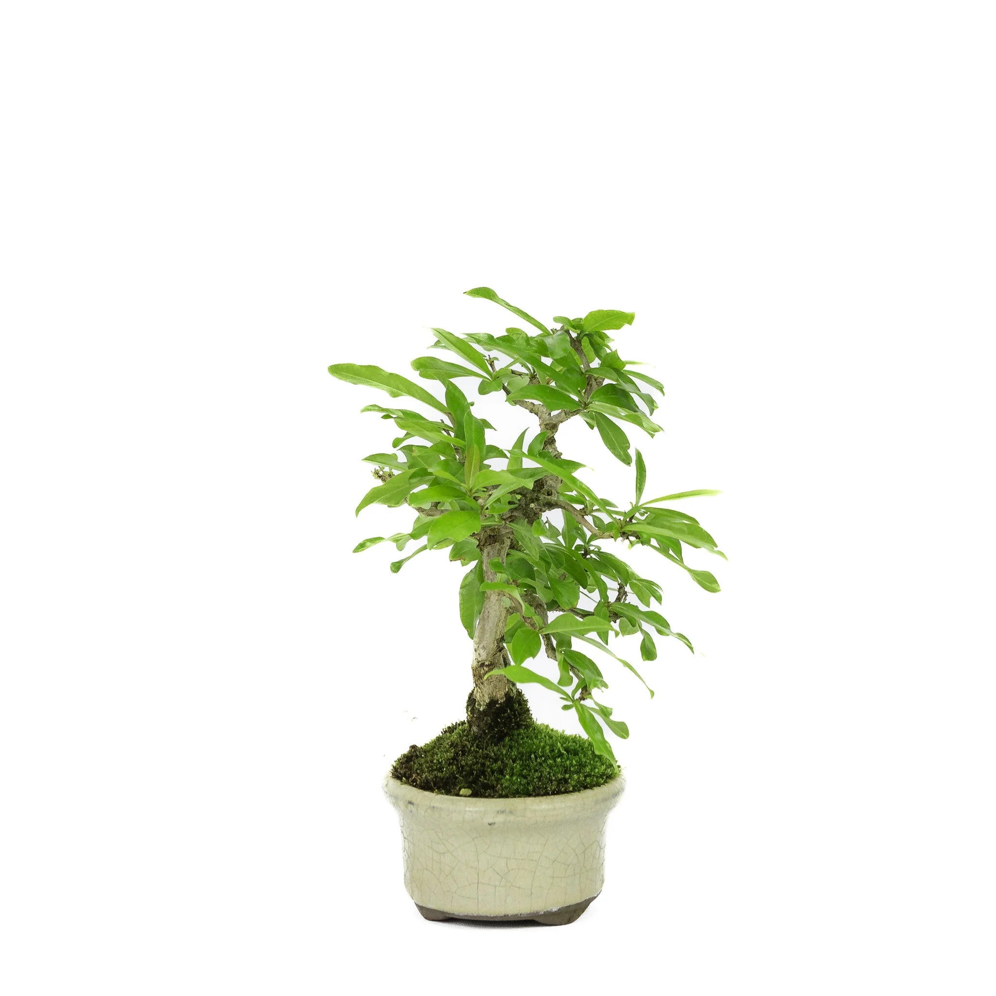 Shohin Punica Granatum creme ovale pot ~10cm, hoogte ~19cm - Image 4